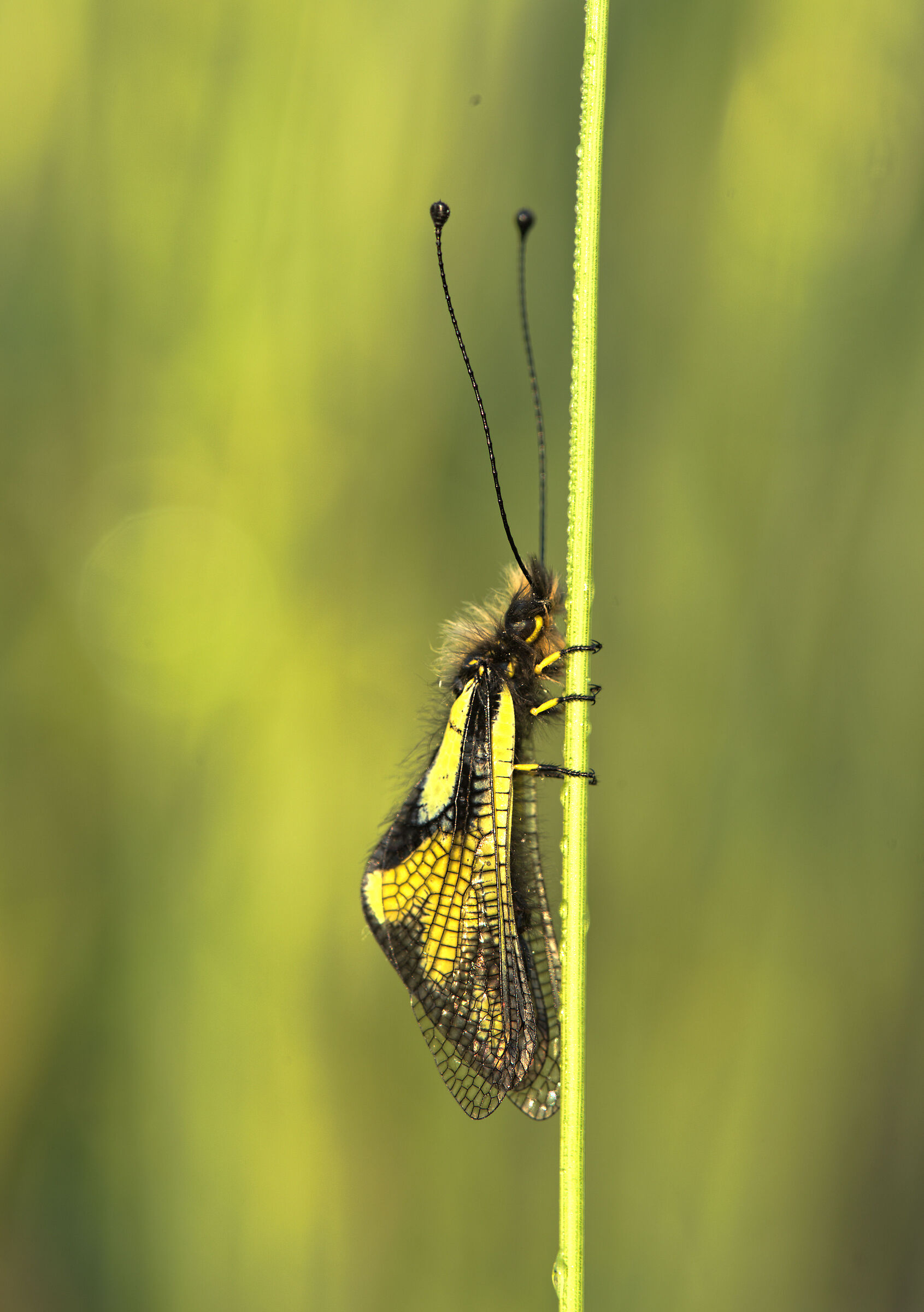 Libelloides coccajus