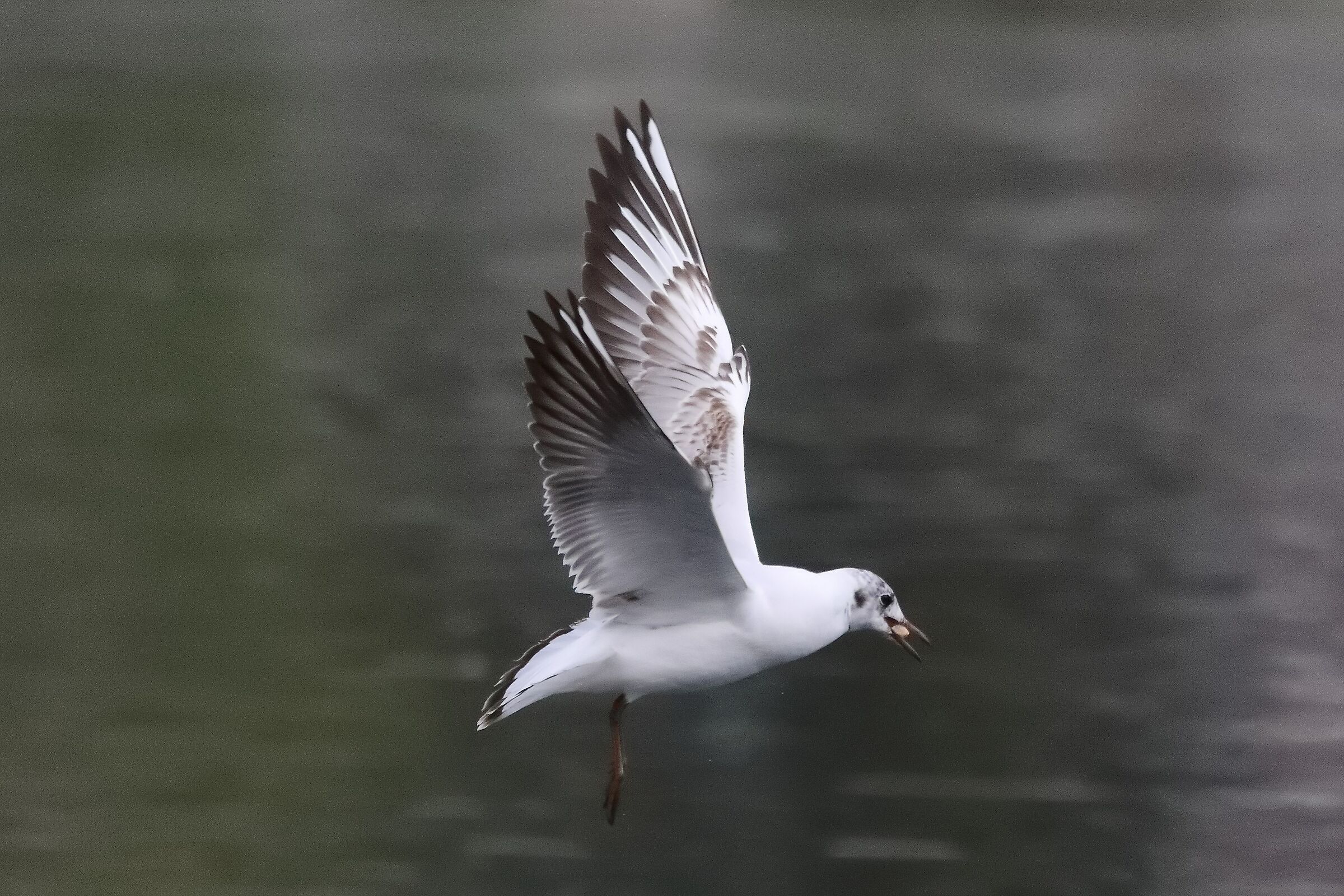 terrestrial gull 23-04-2022