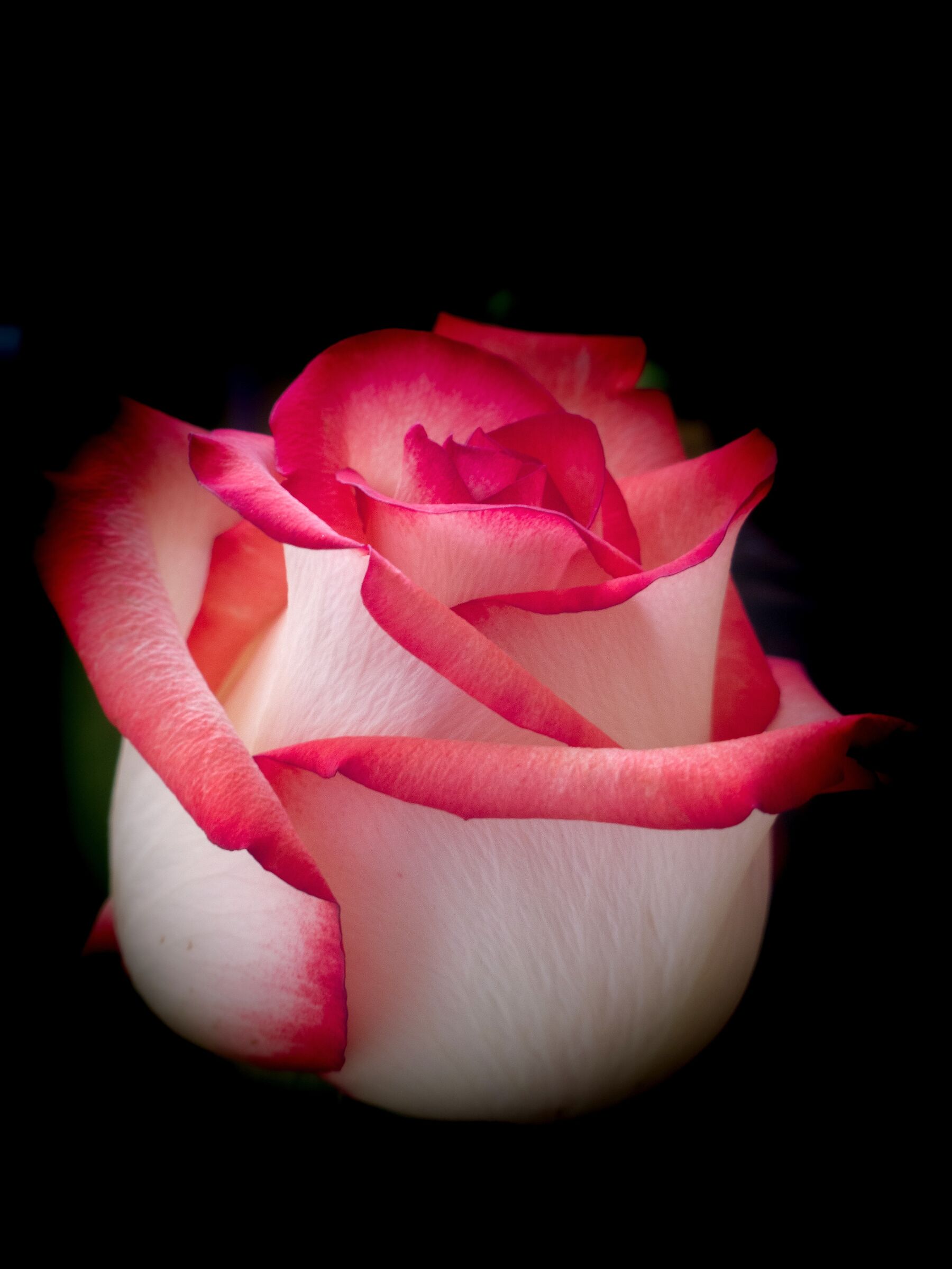 Maggio mese delle rose