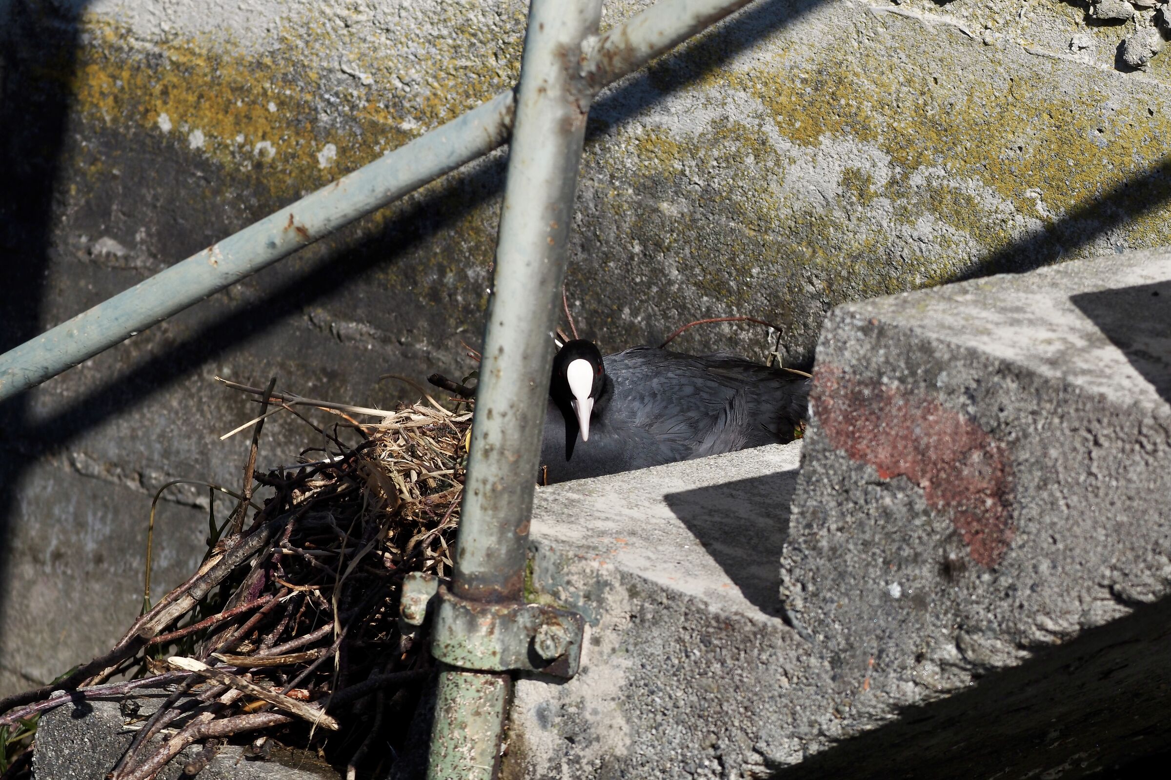 Coot in brooding