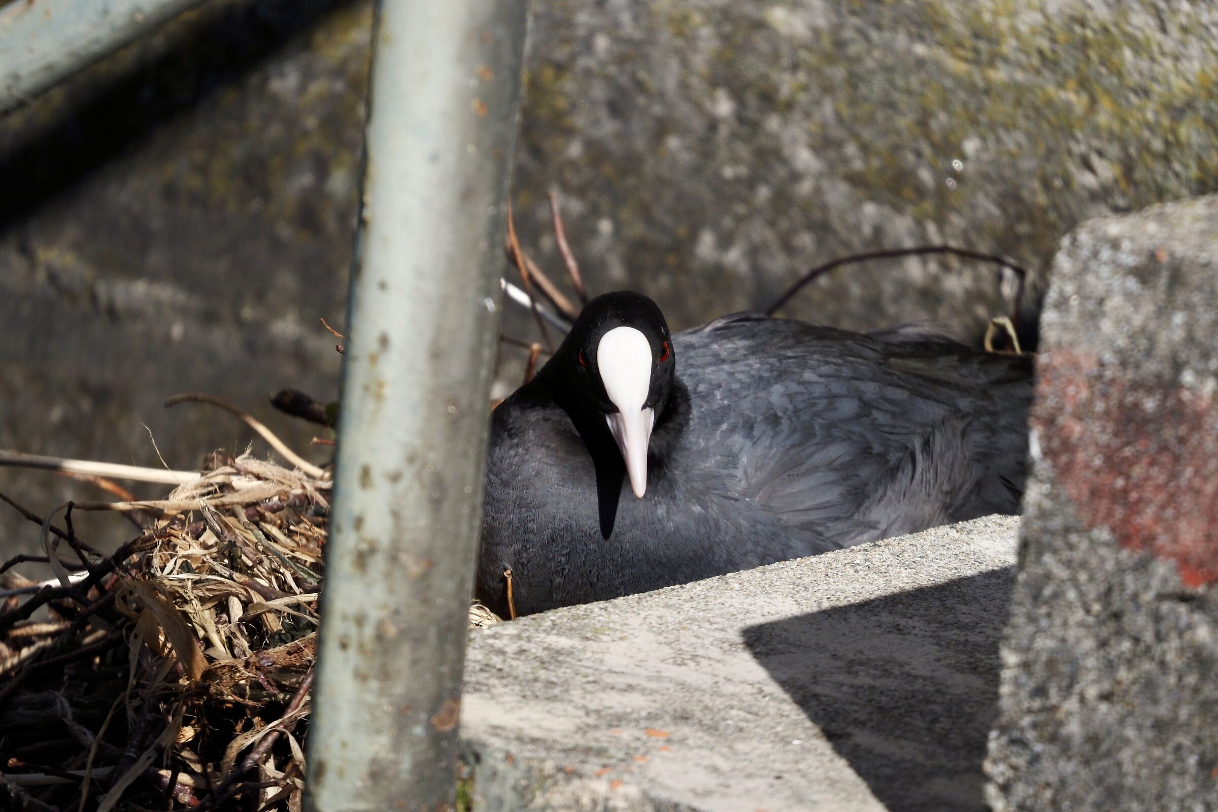 Coot in brooding