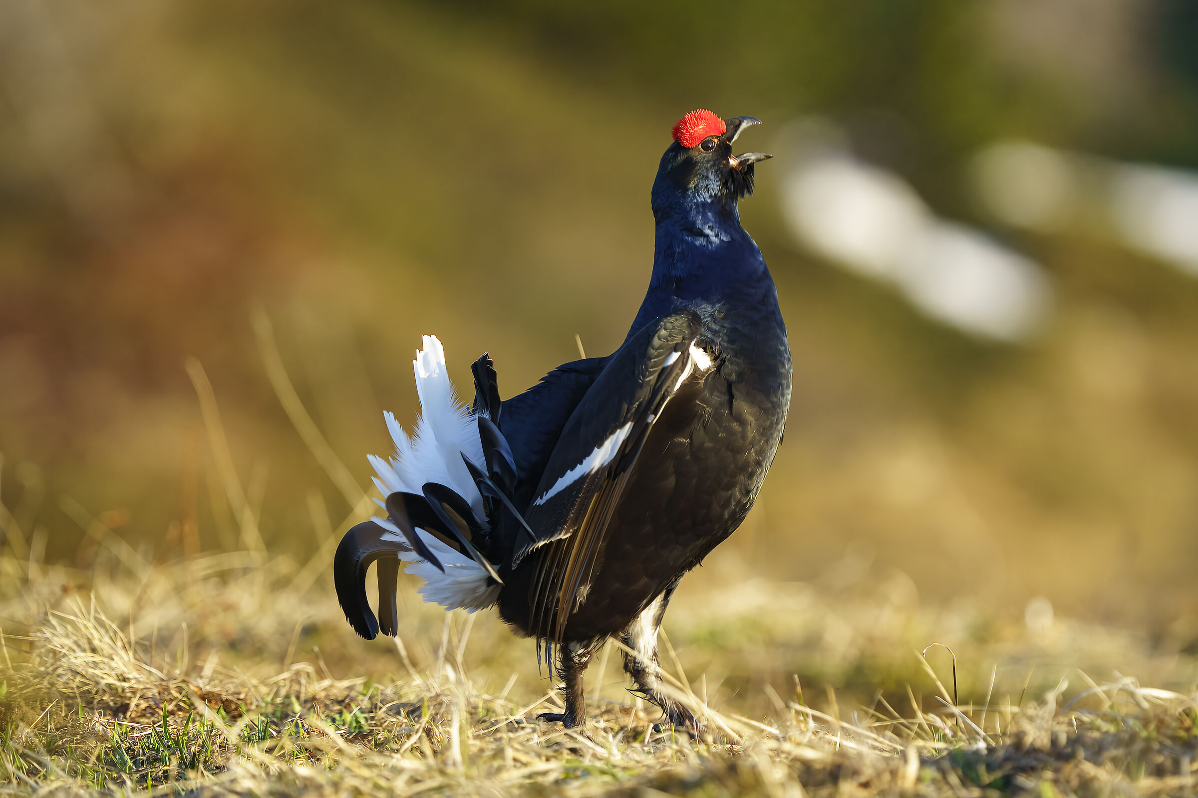 Gallo forcello in canto