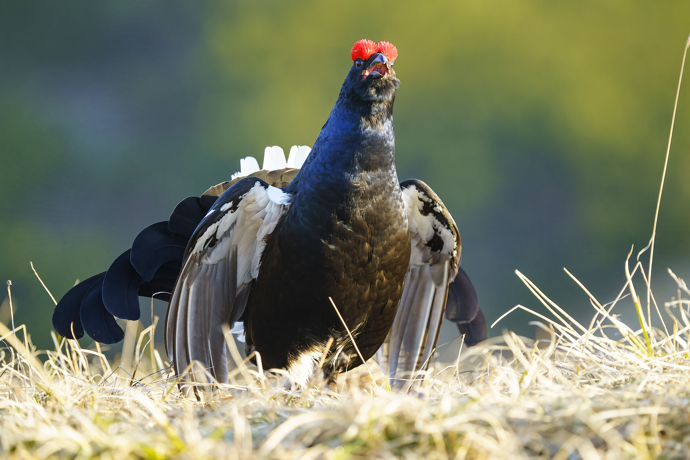 Gallo forcello - Lyrurus tetrix