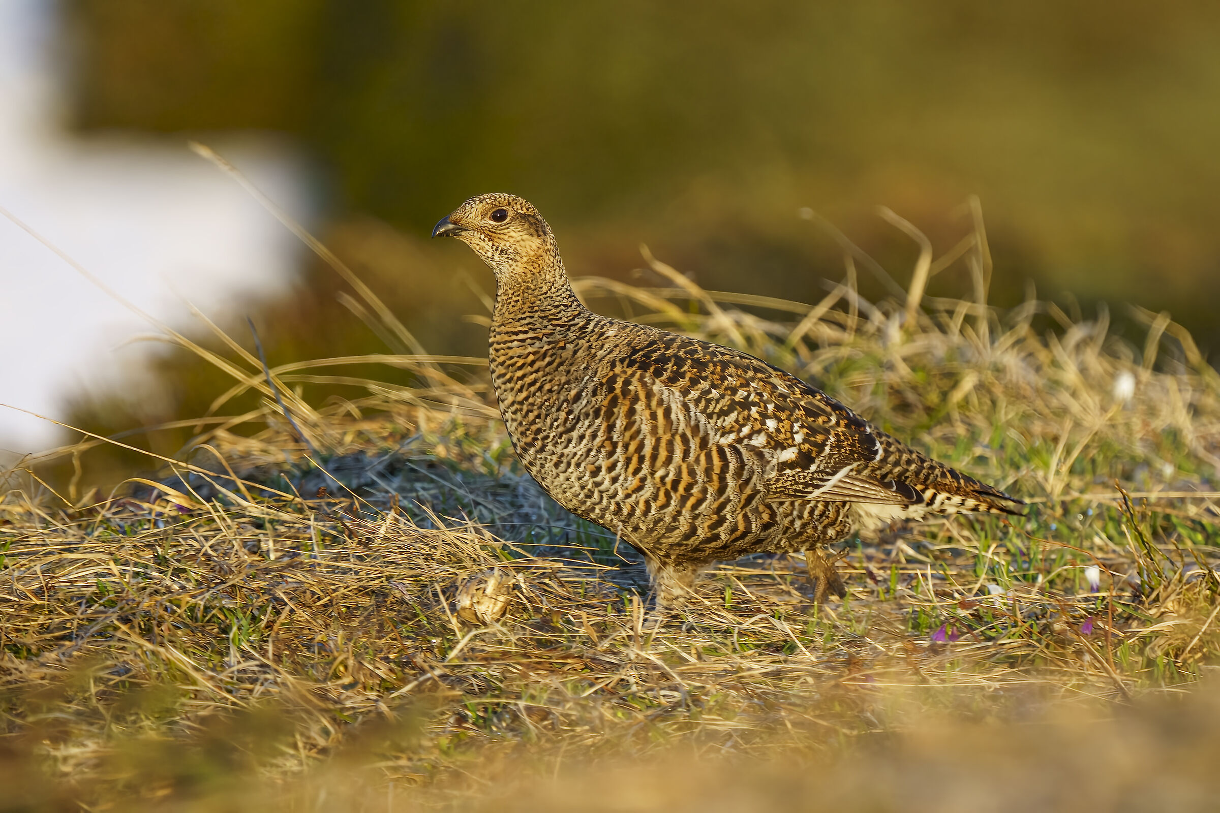 Femmina di gallo forcello