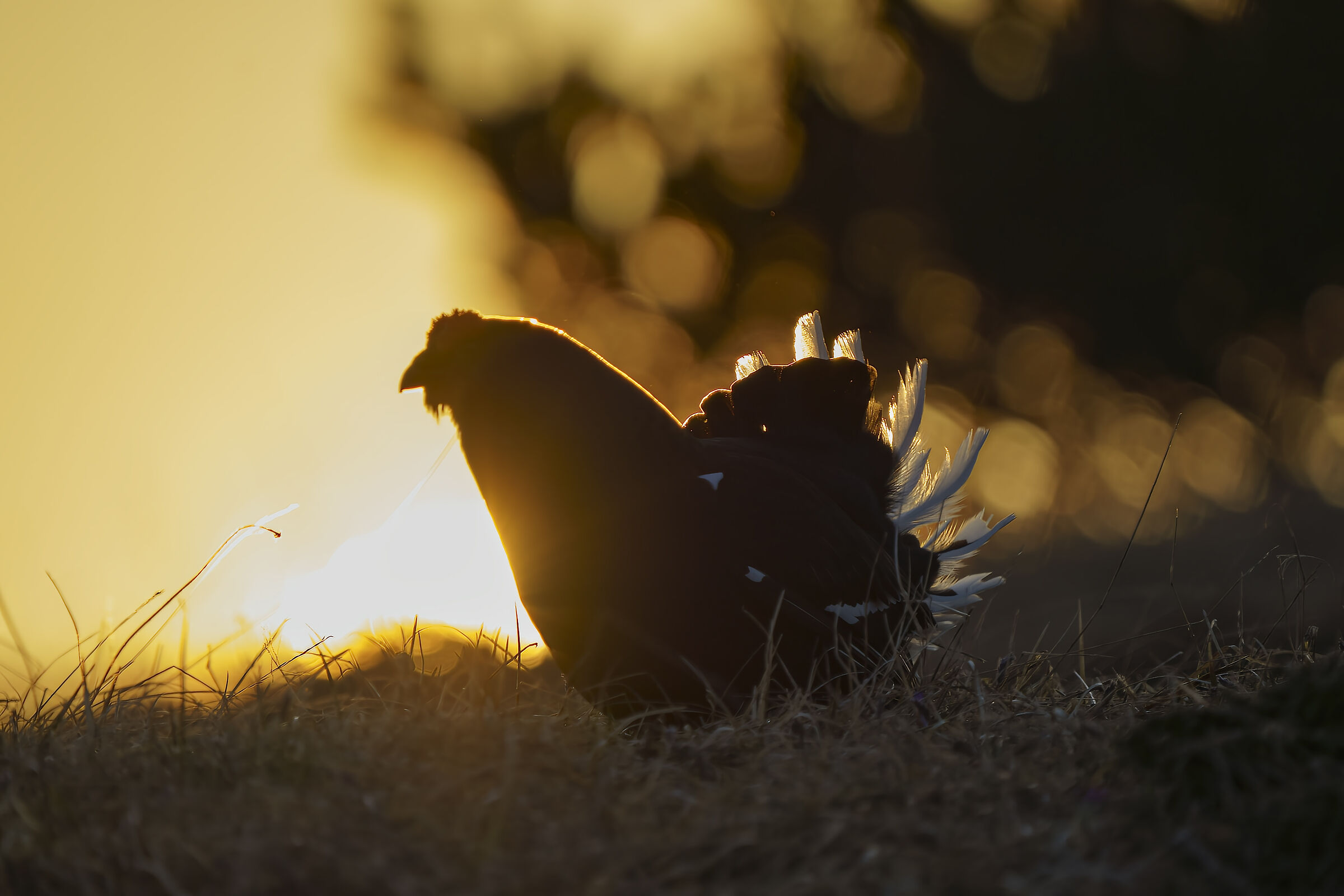 Sorge il sole dietro il gallo forcello