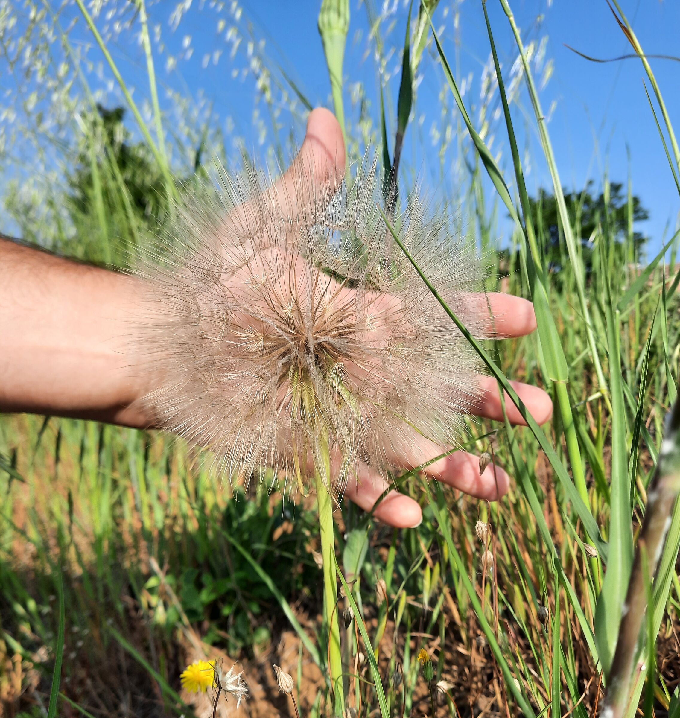 Soffione gigante