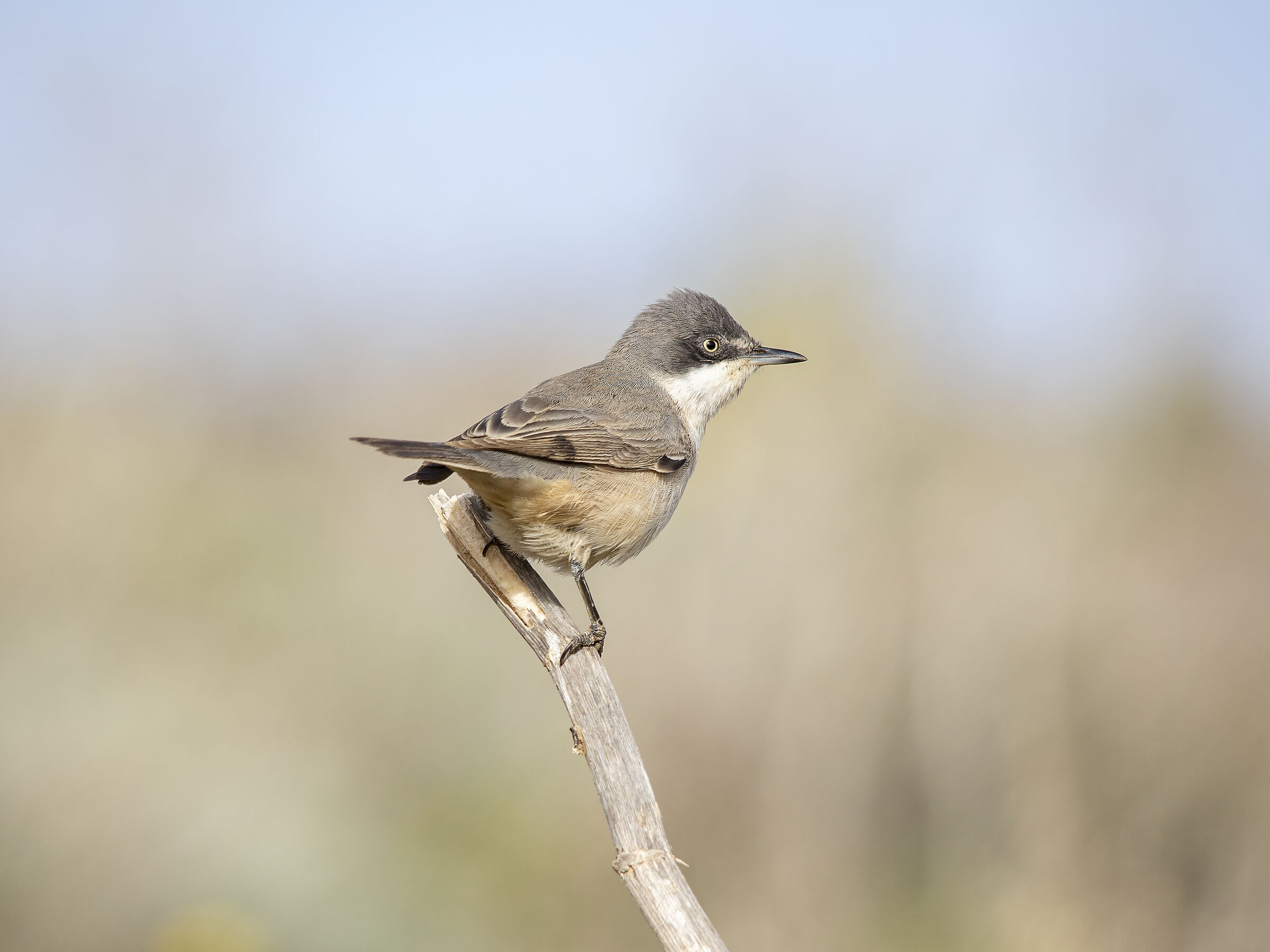 Western bigia