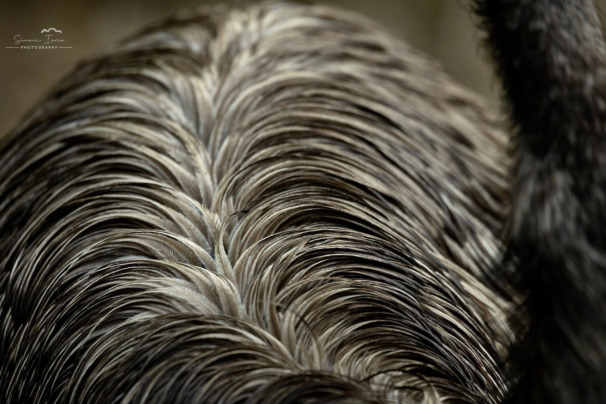PLUMAGE