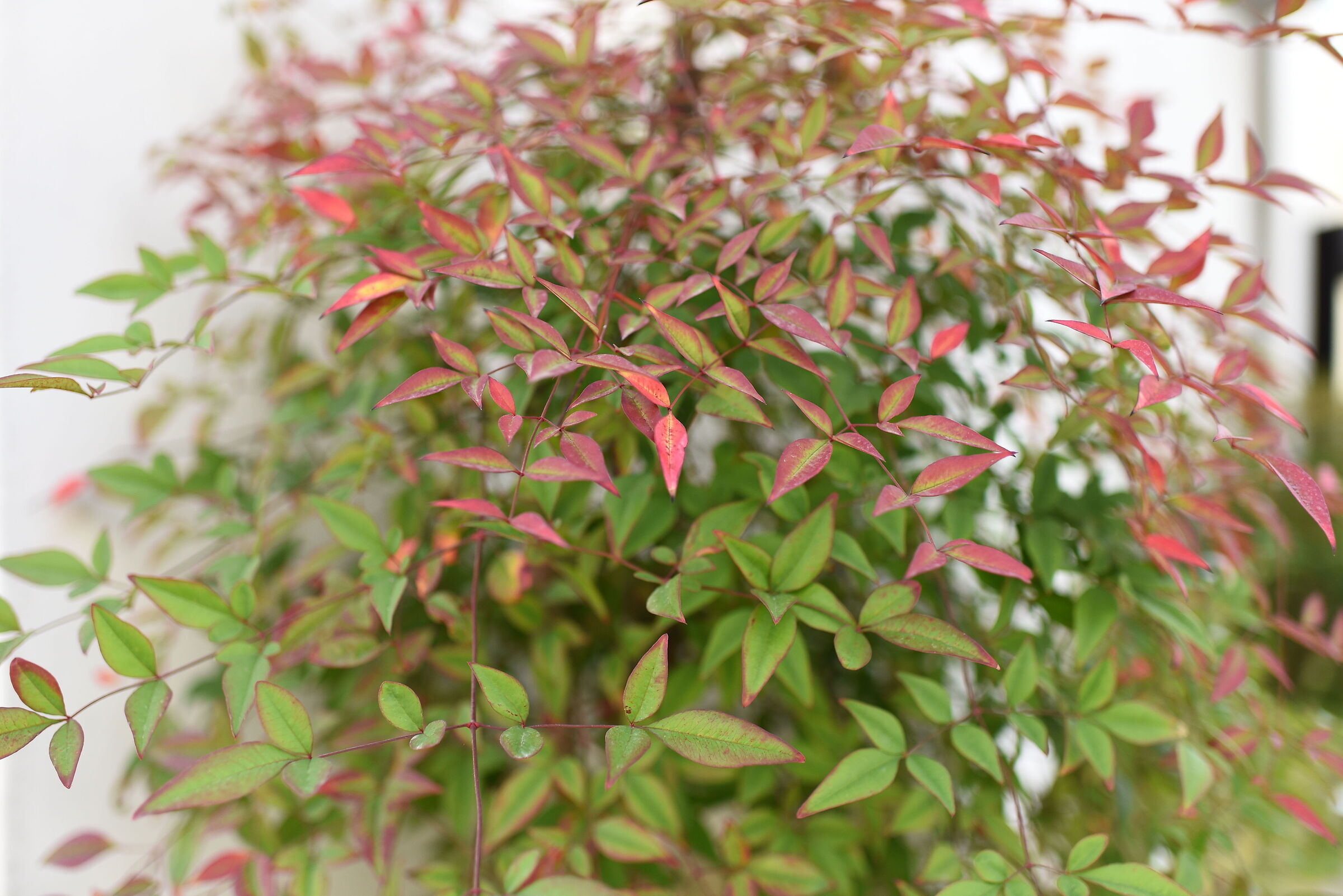 Tamron 35, 1.4 Di Usd