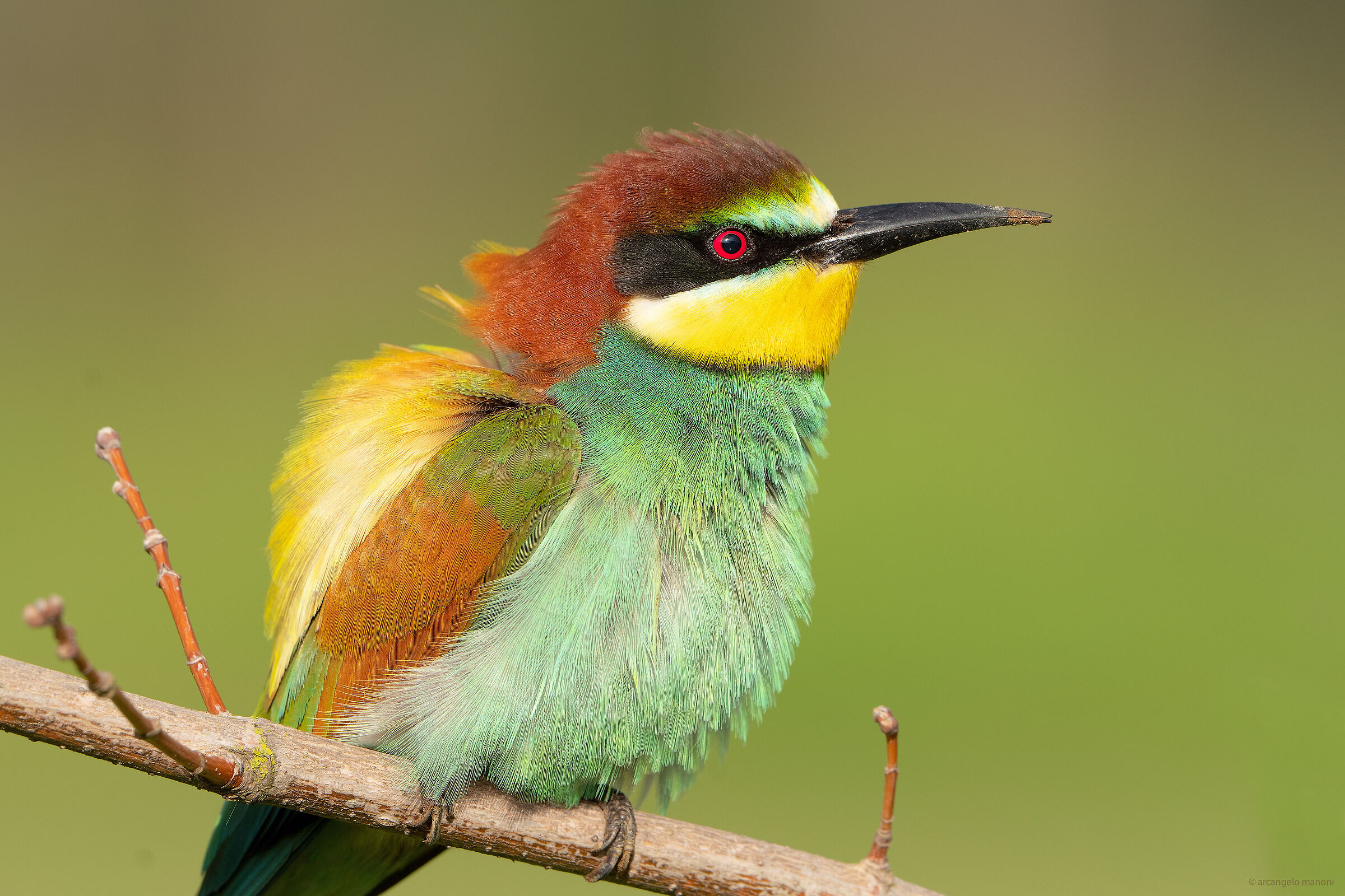 The newcomer May 2022