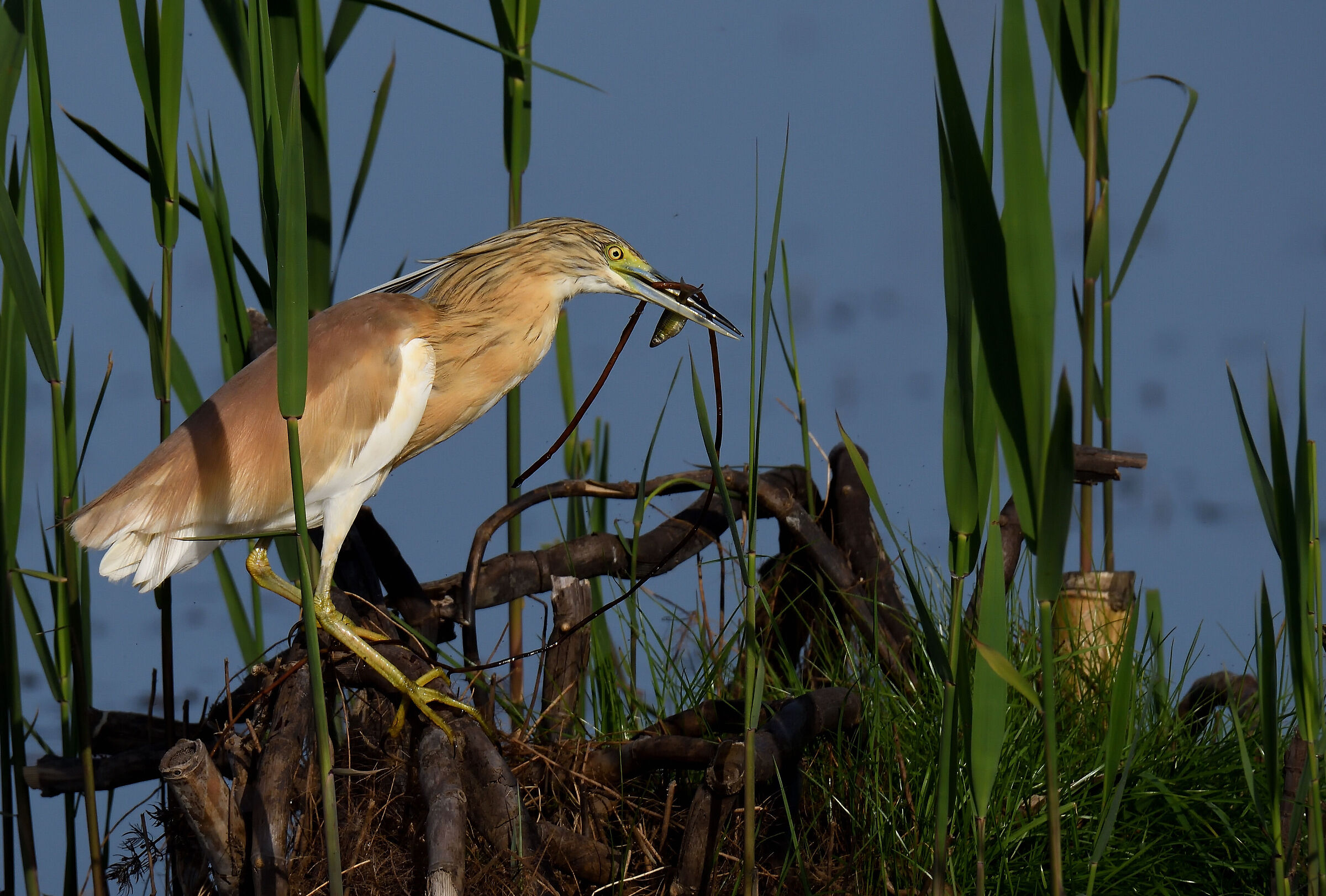 Squacco heron