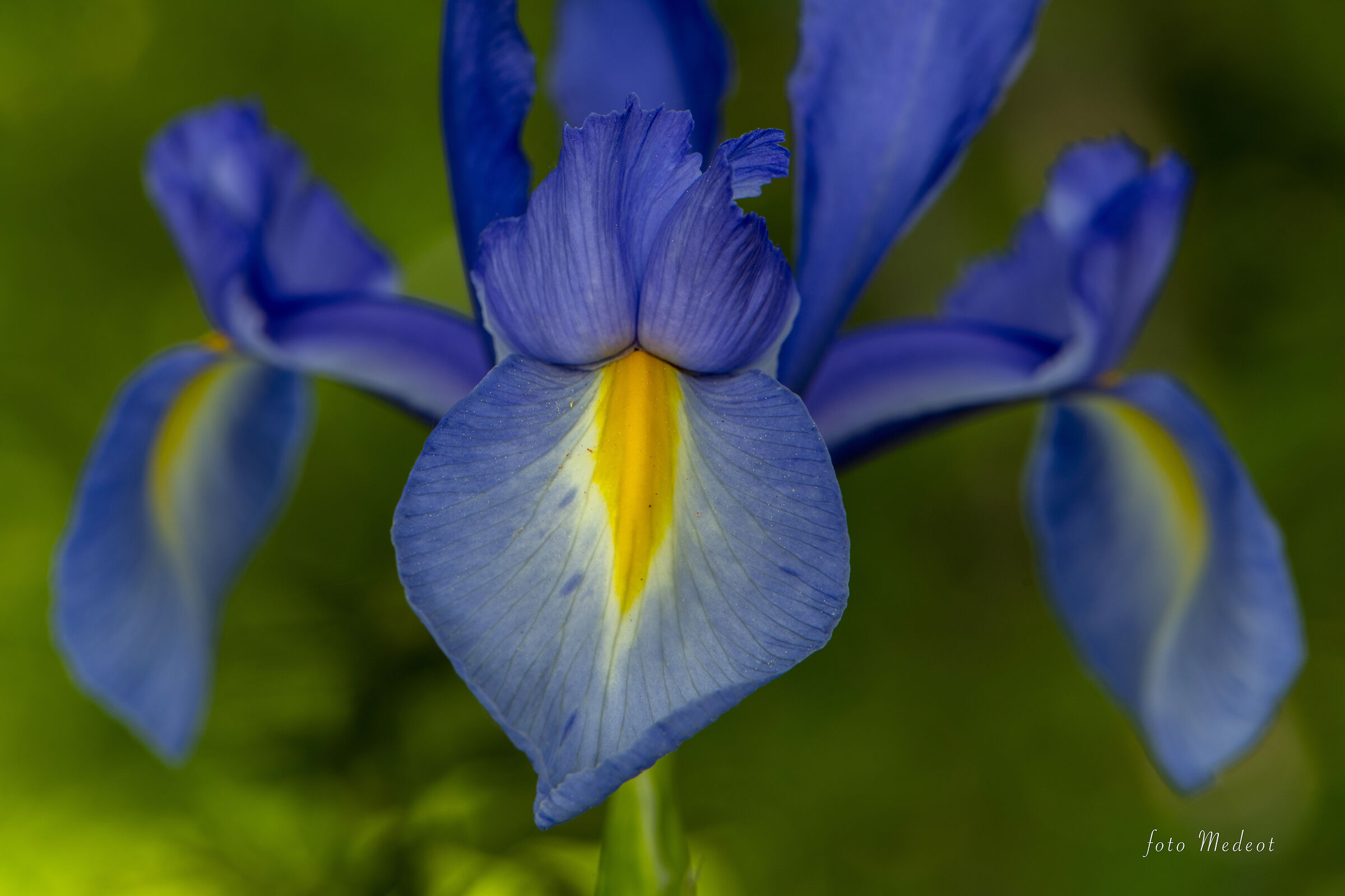 Iris