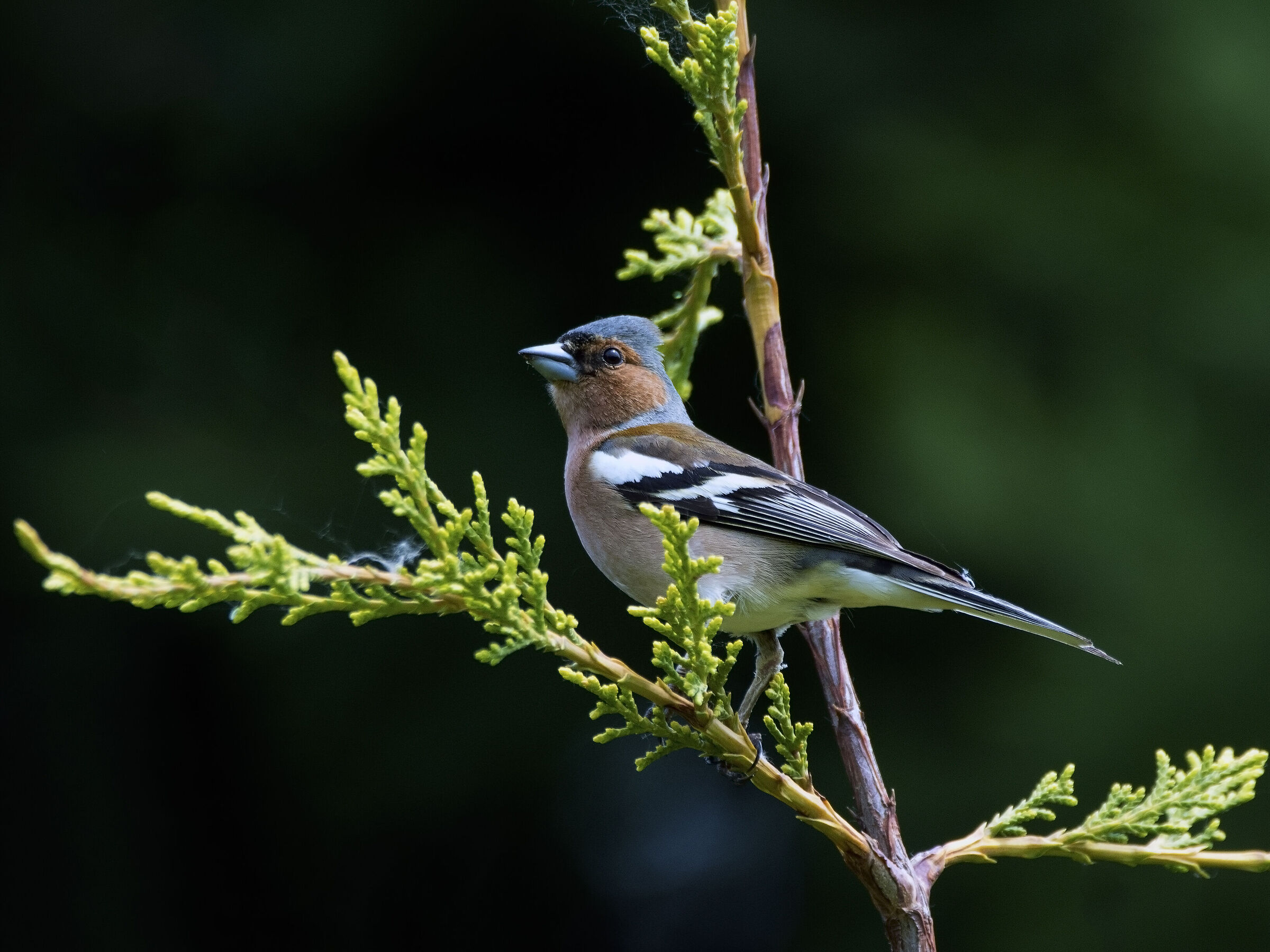 Fringilla coelebs