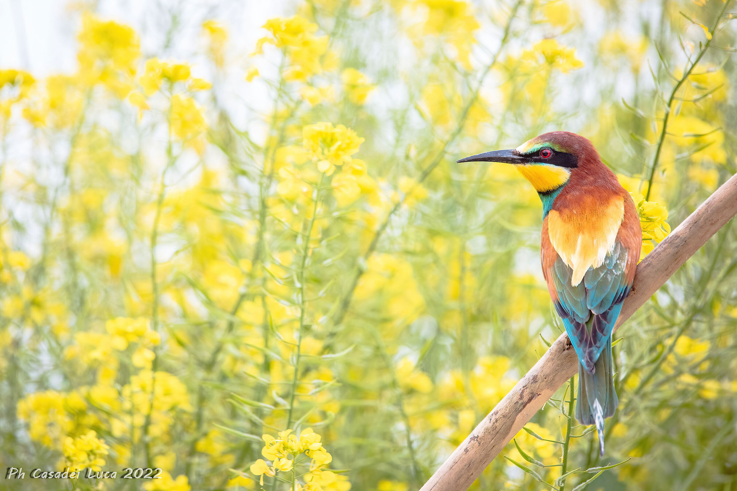 Bee-eater