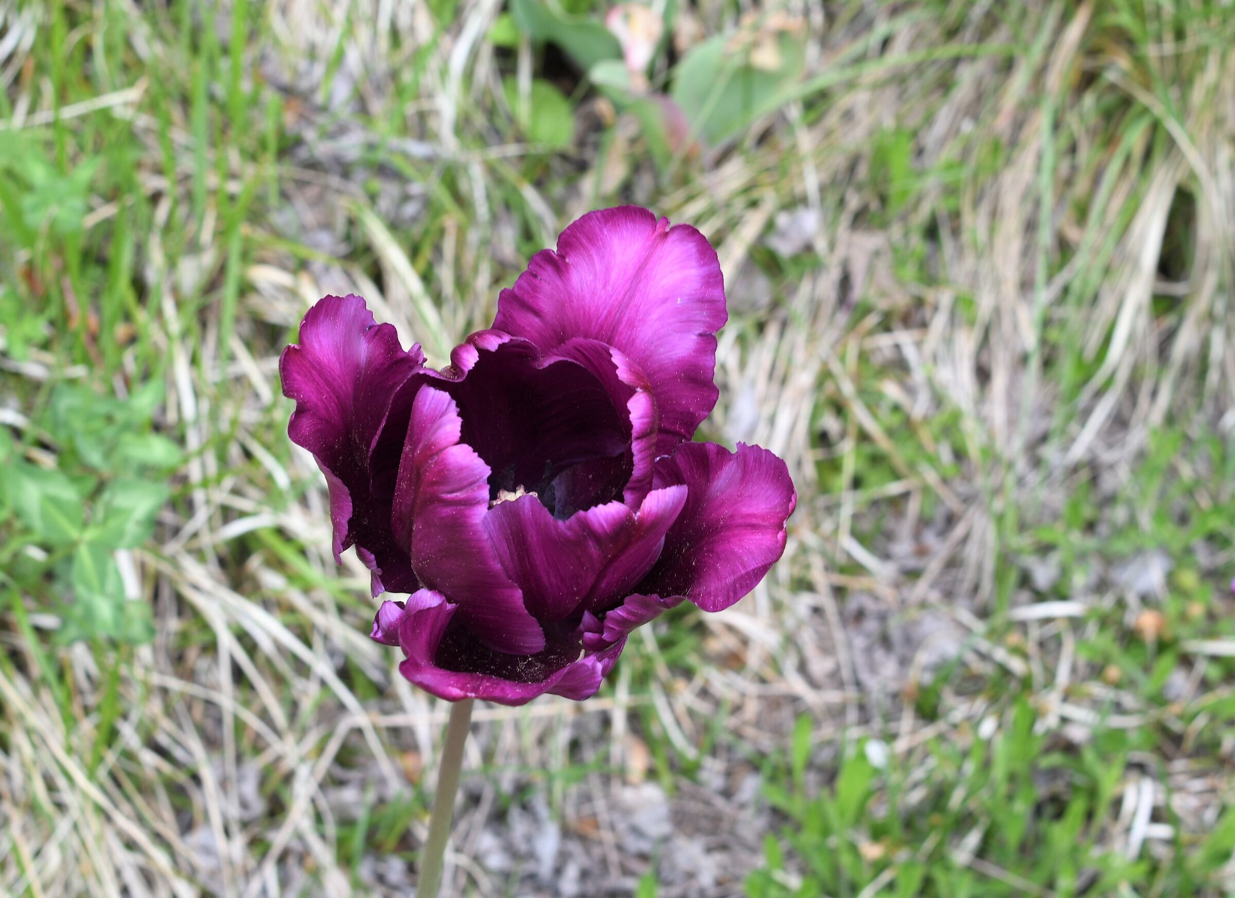 Tulipe 3
