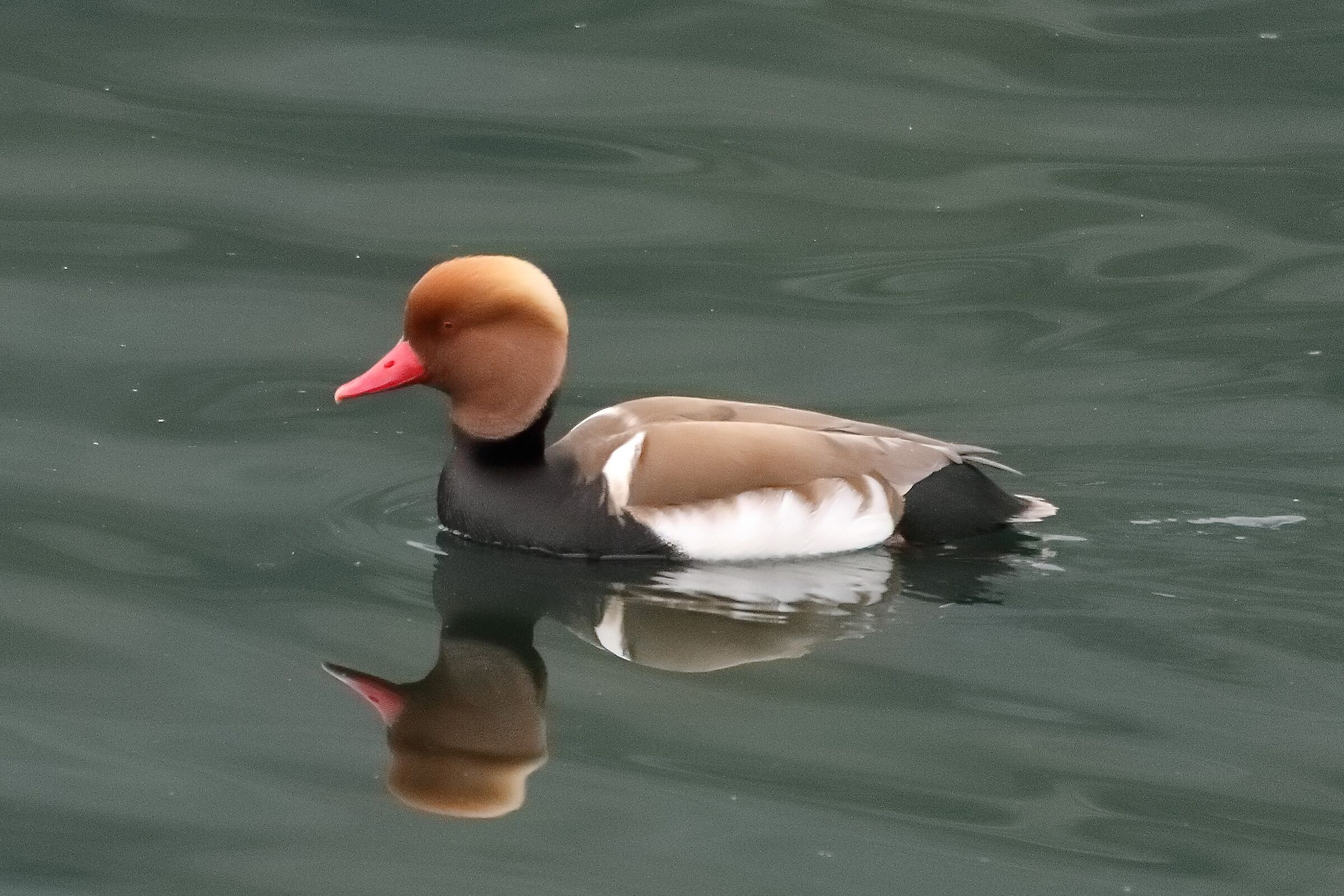 Turkish fistone 23-04-2022