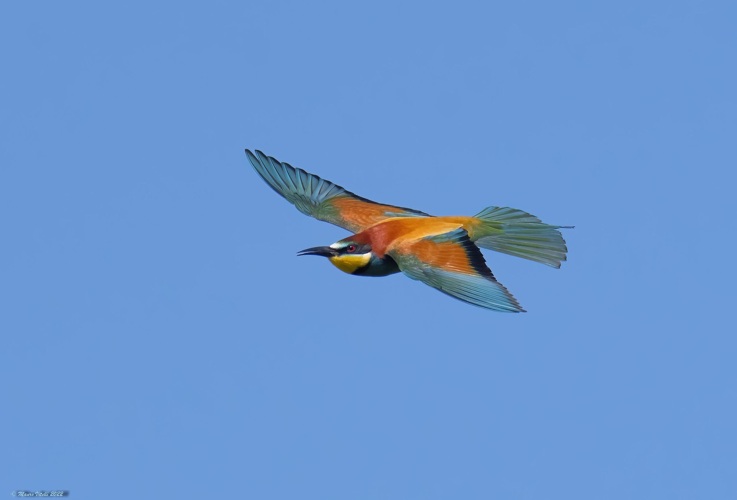 Bee-eater (Merops apiaster)
