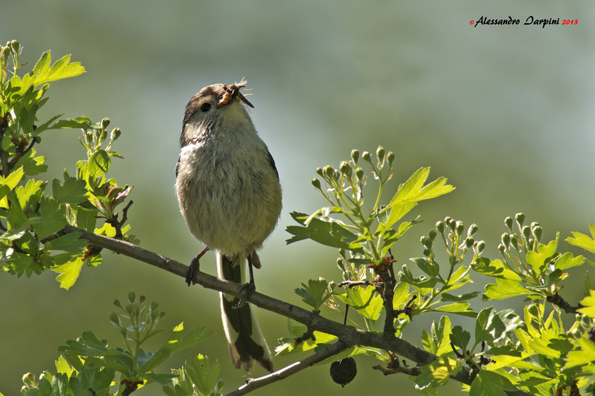 Long-tailed Tit