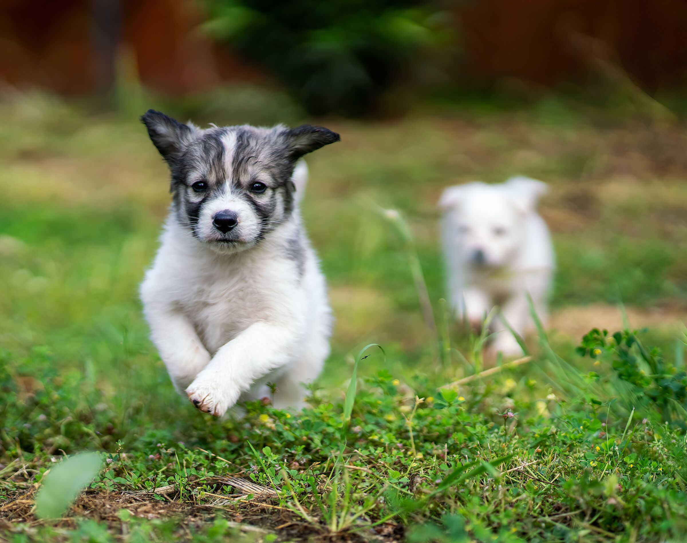 Spartaco prende il volo