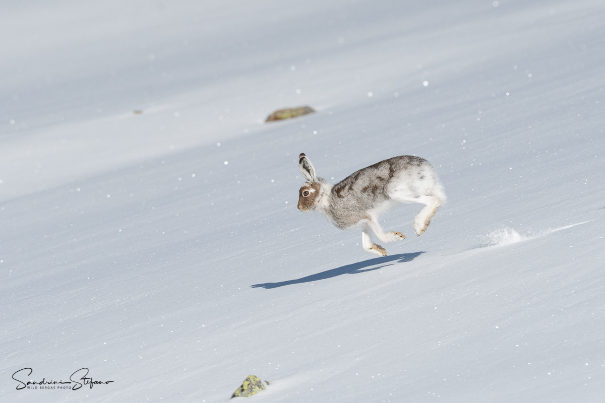 Variable hare