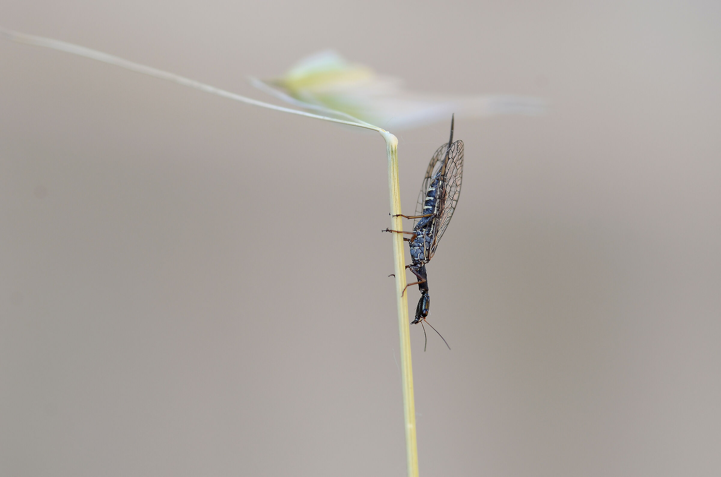 Dichrostigma flavipes, or snake fly