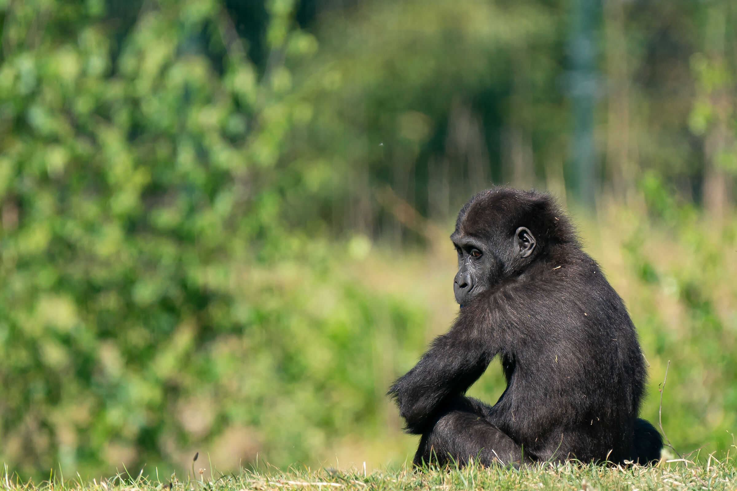 distogliere lo sguard