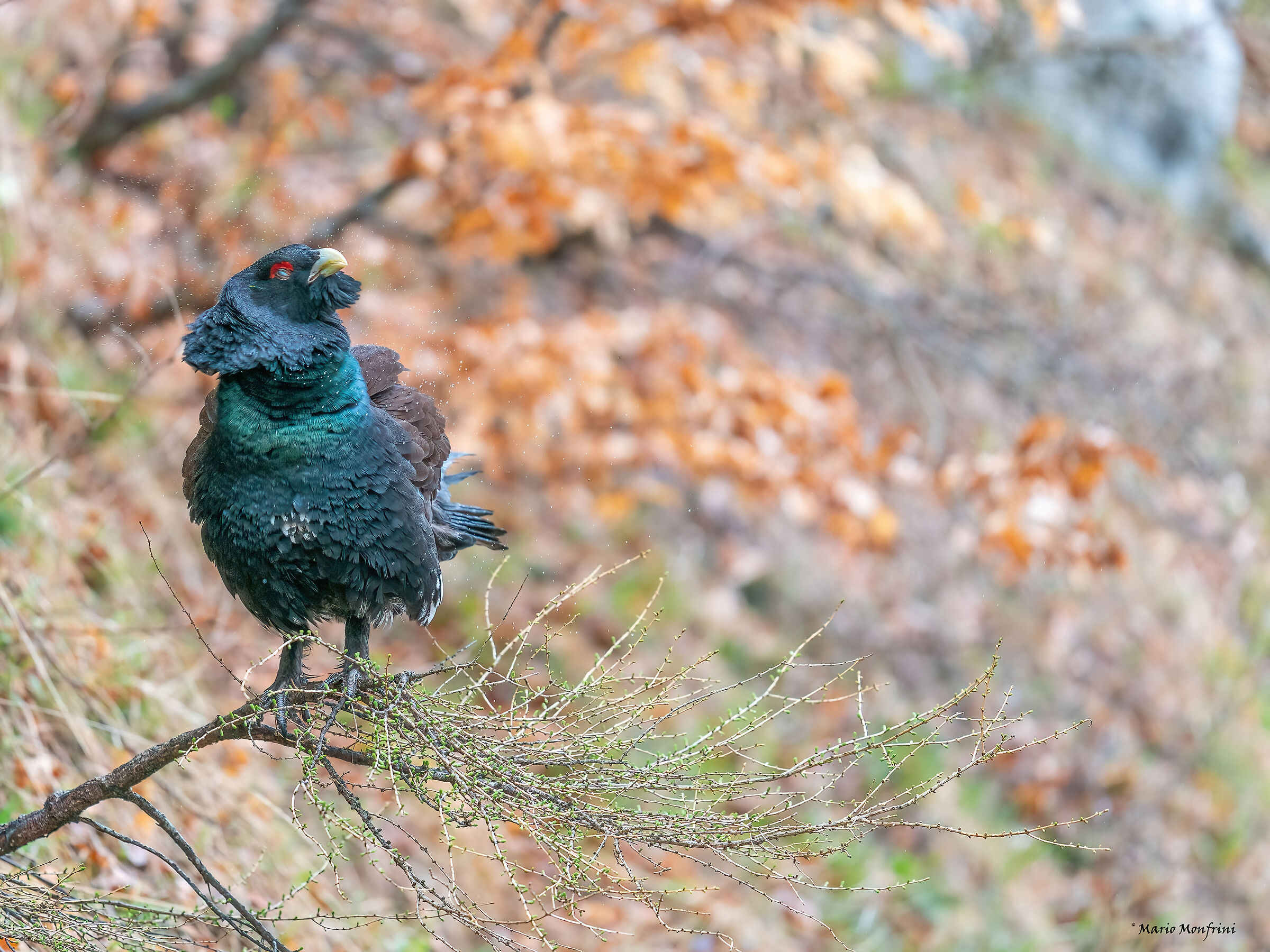"ACTIVATED CENTRIFUGE"