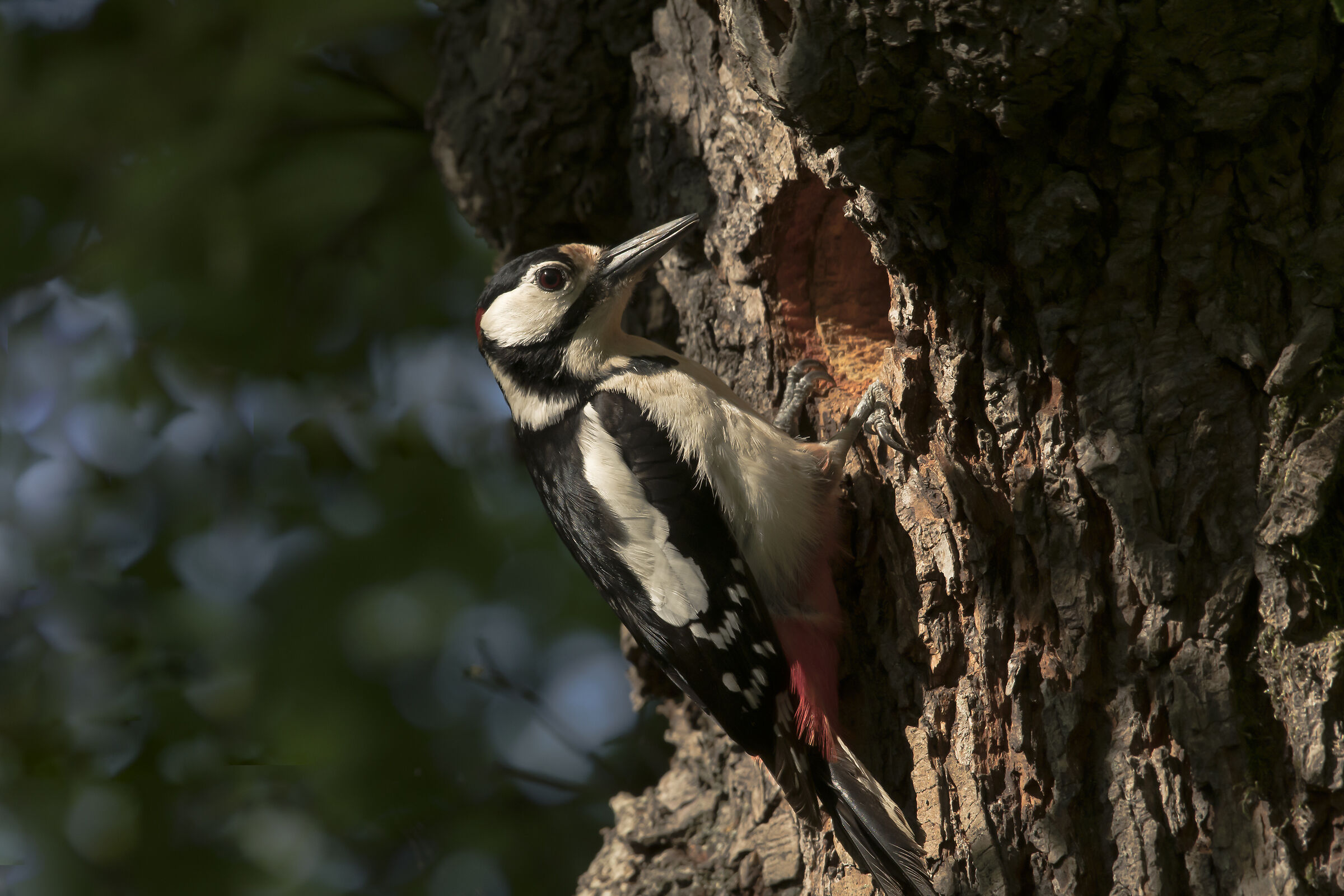 greater red woodpecker