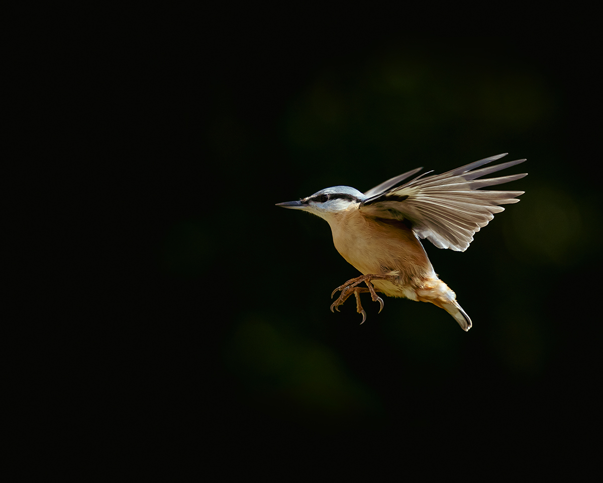 Eurasian nuthatch (Sitta europaea) in flight.