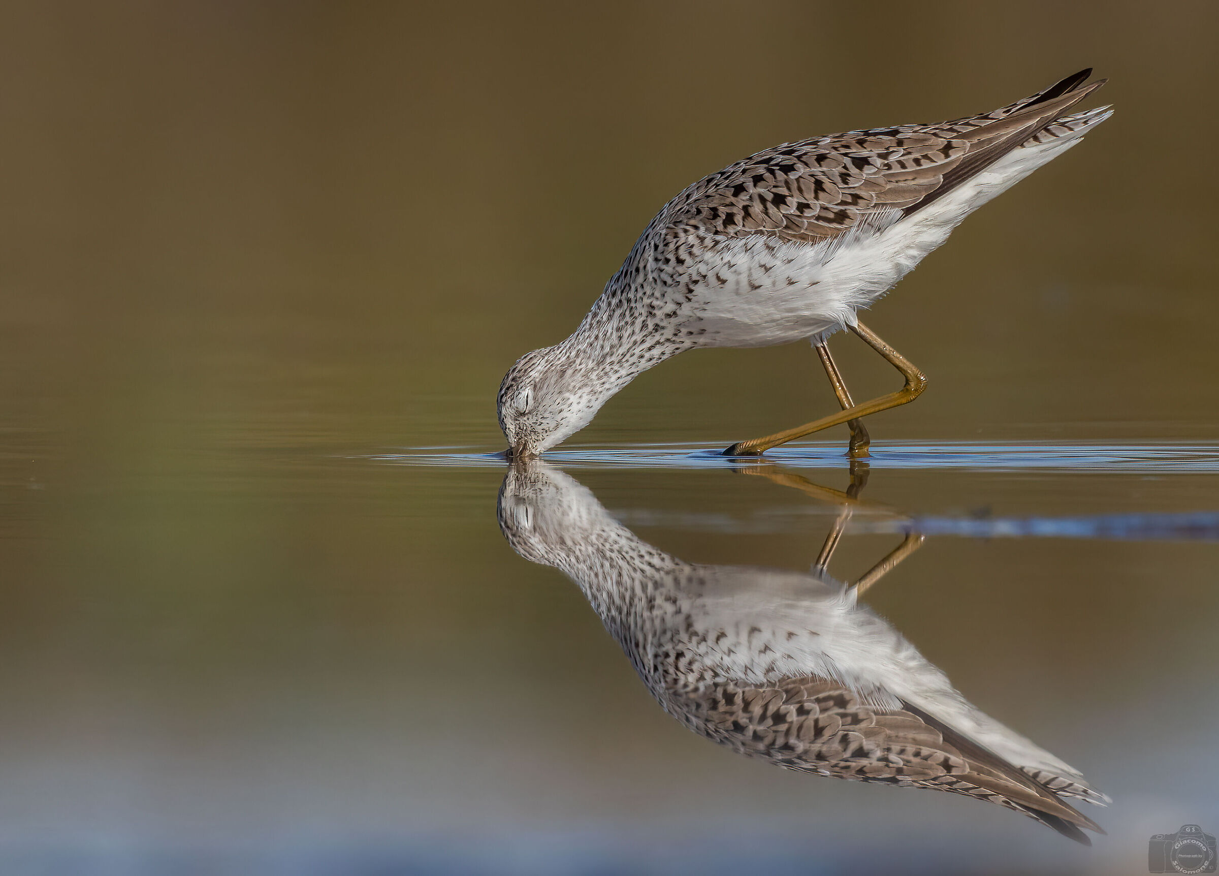 Marsh sandpiper.