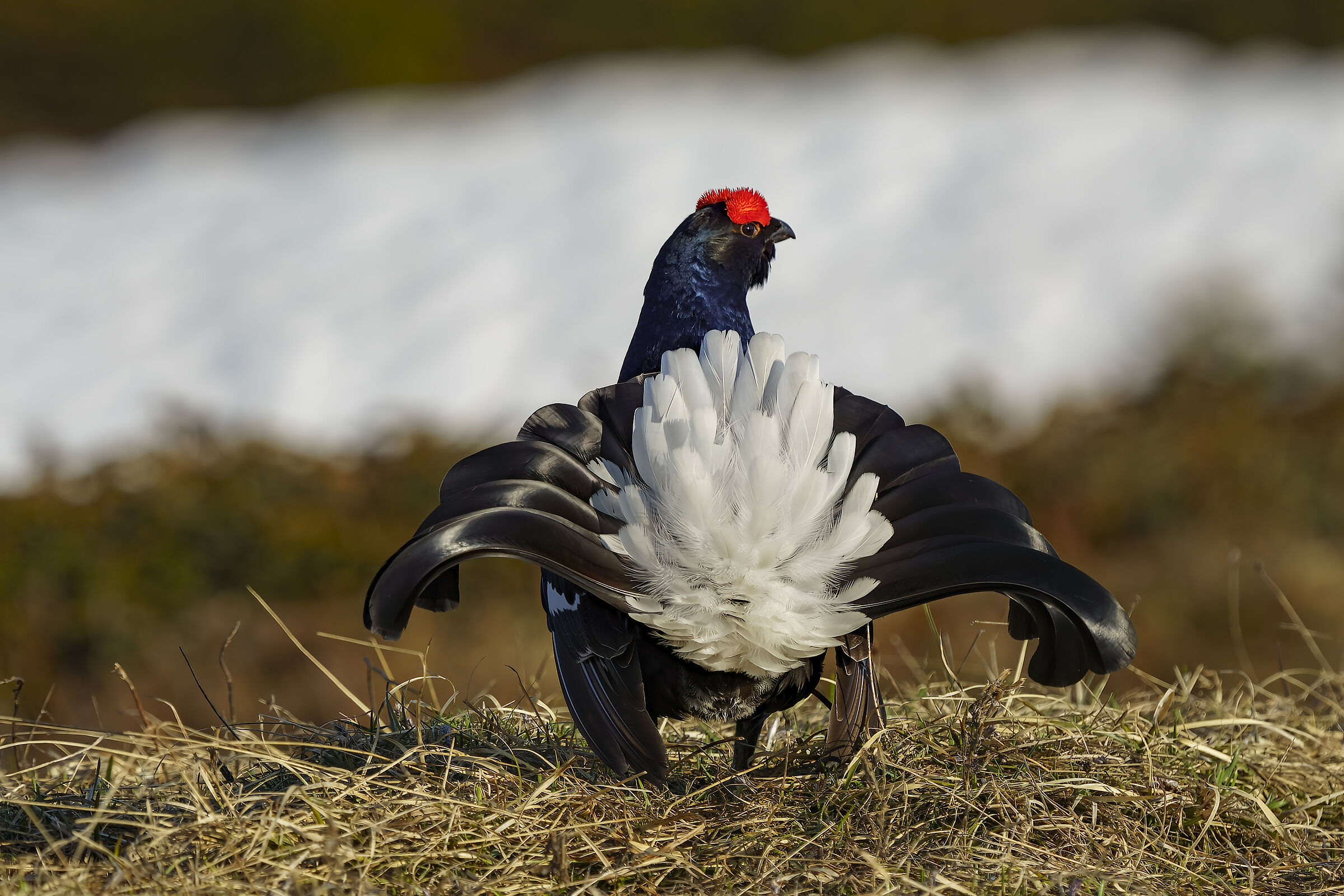 Gallo forcello retro