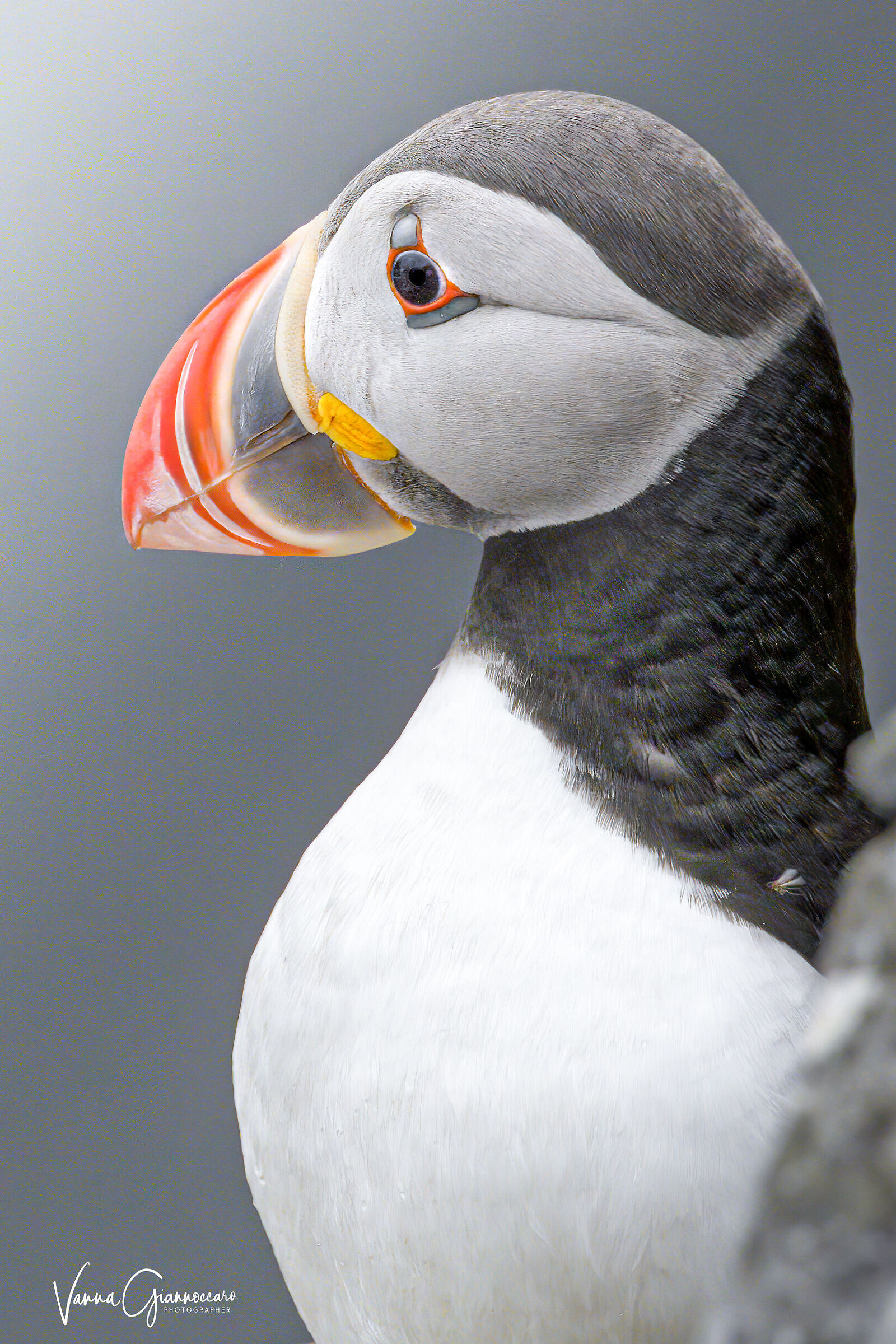 puffin