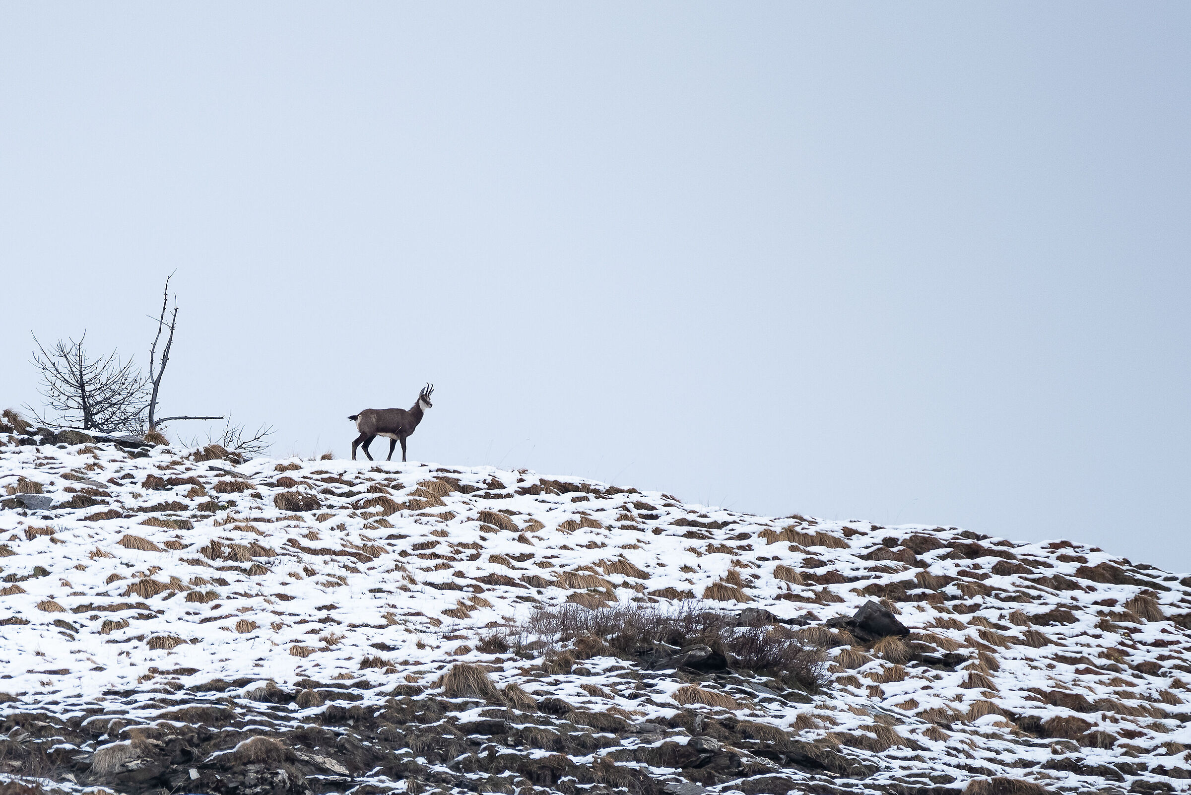 chamois in the fog