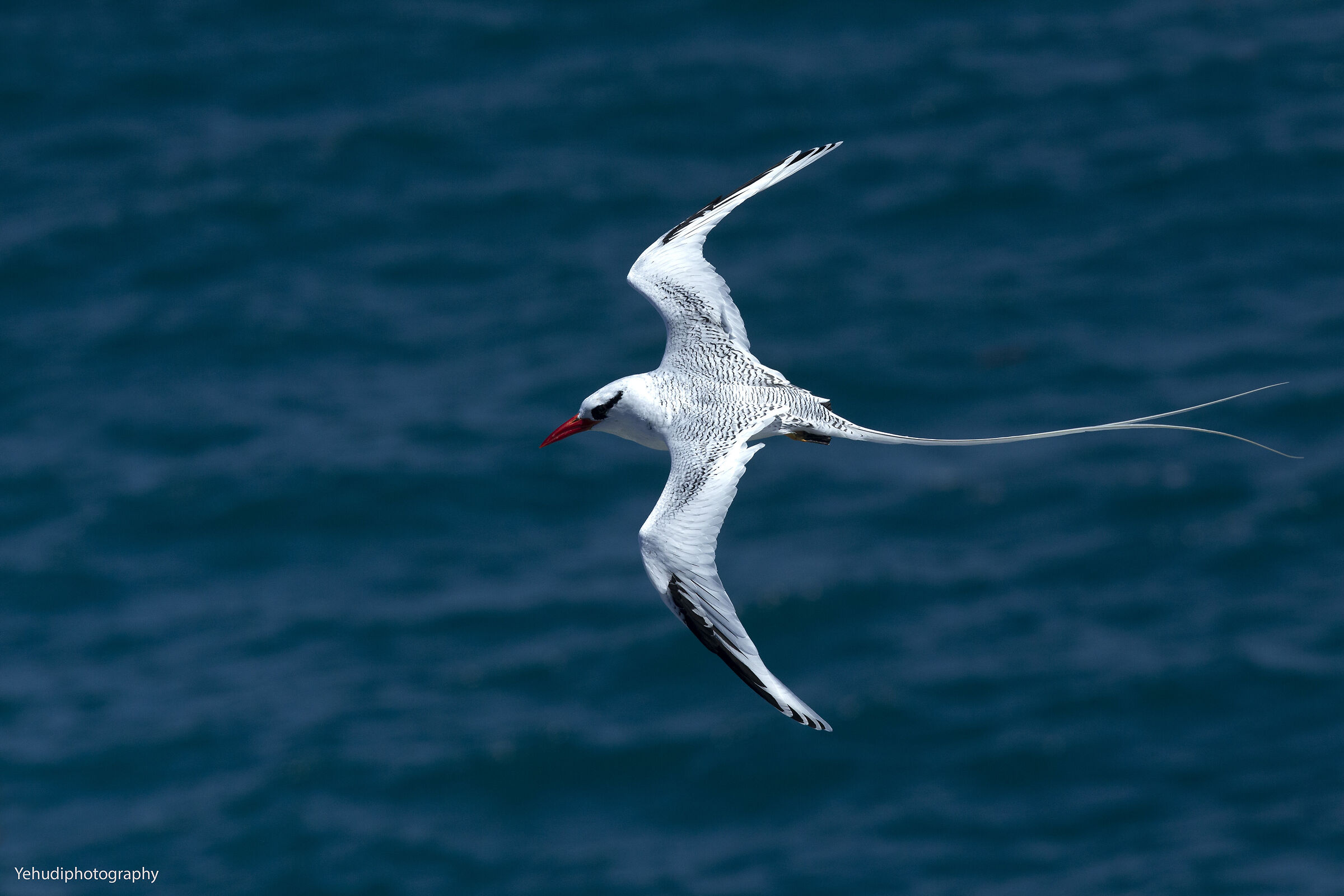 Uccello tropicale dal becco rosso