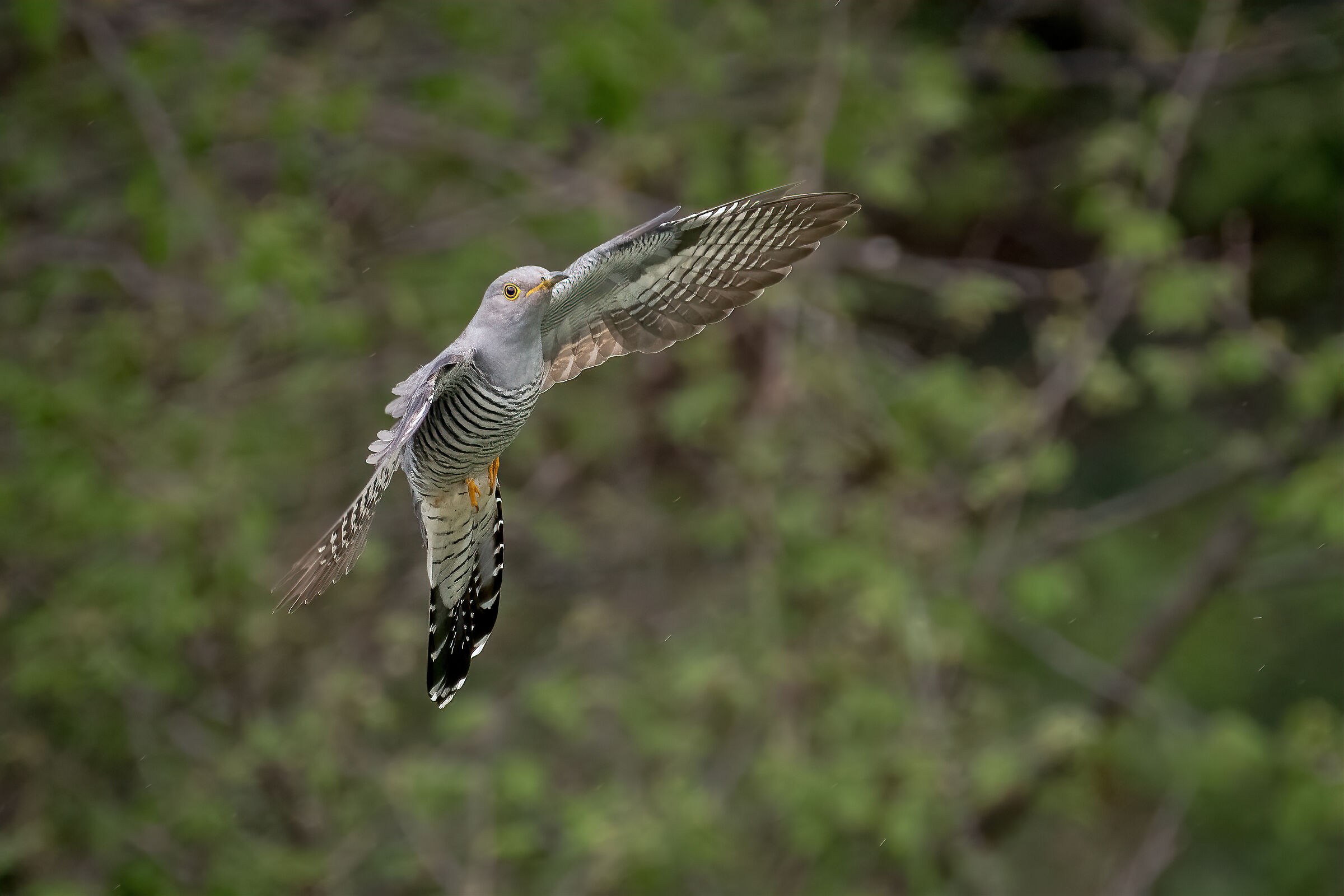 Cuckoo in flight