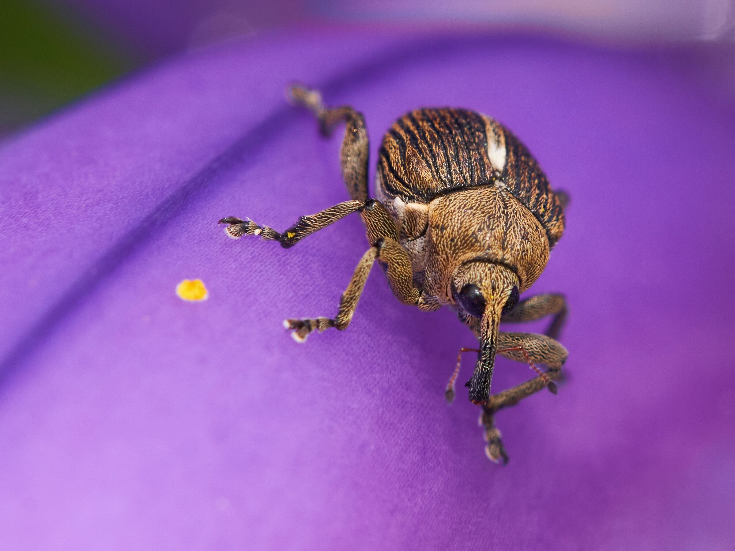 On the iris