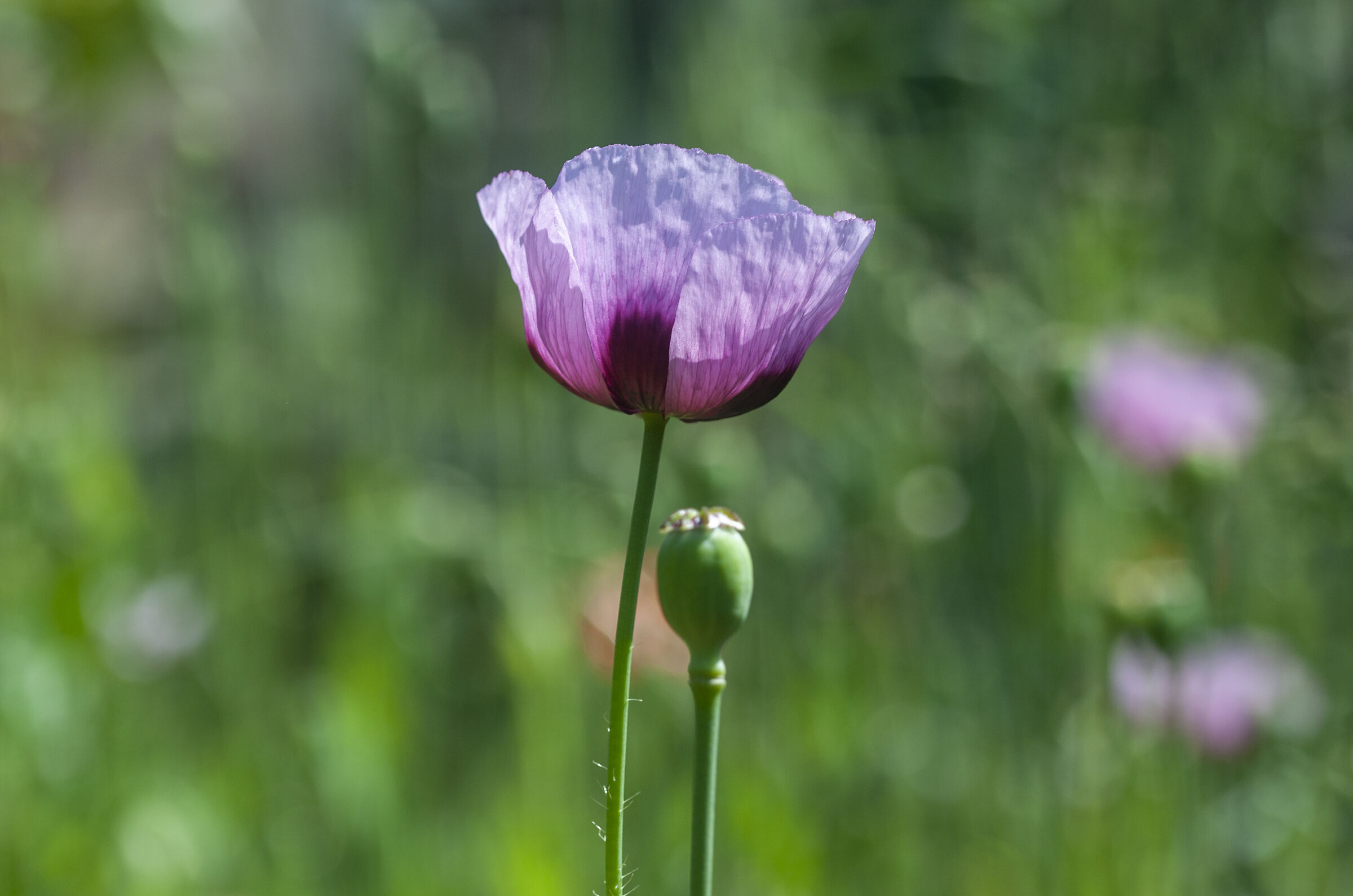 Young poppy