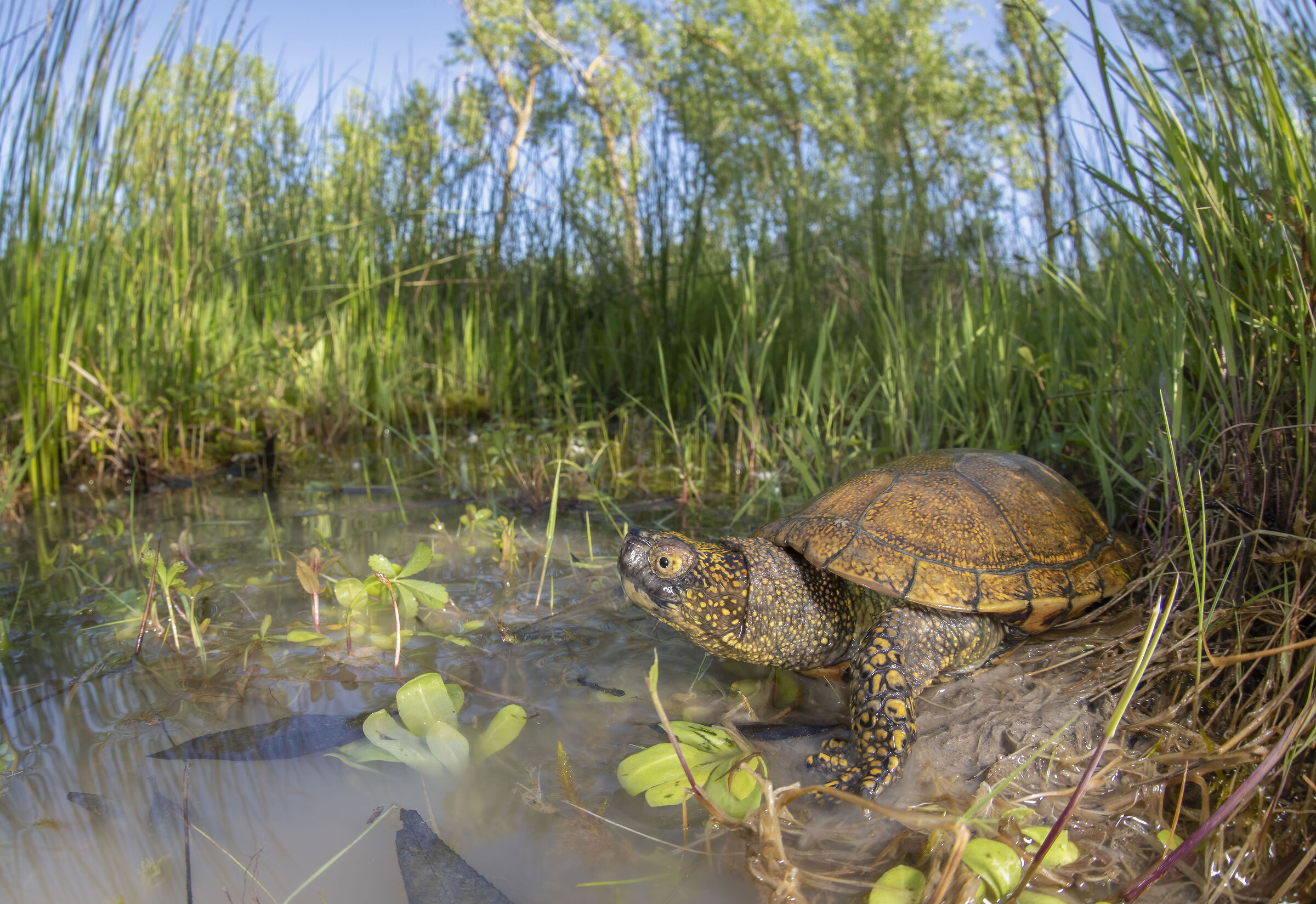 Testuggine palustre europea
