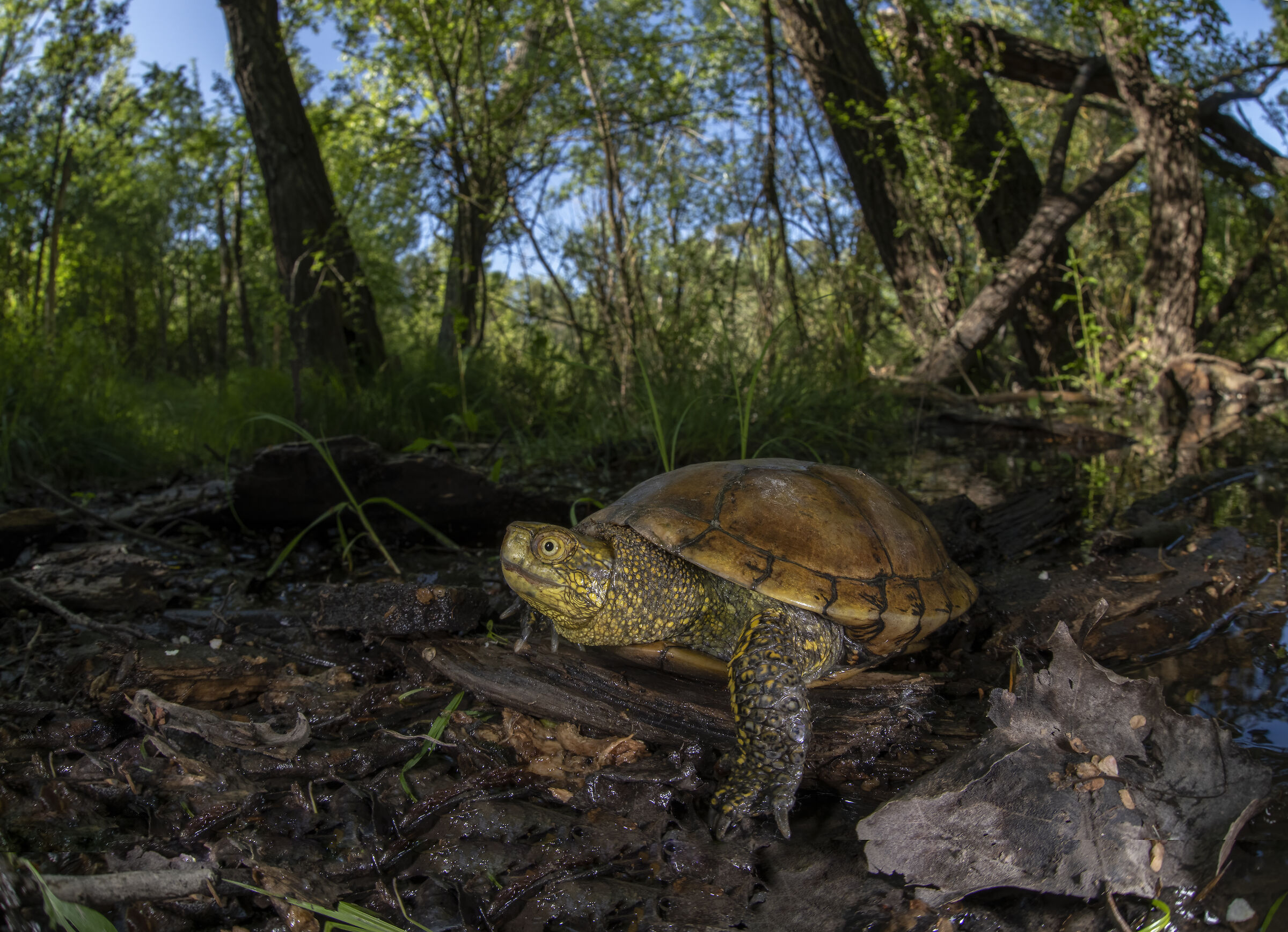 Testuggine palustre europea
