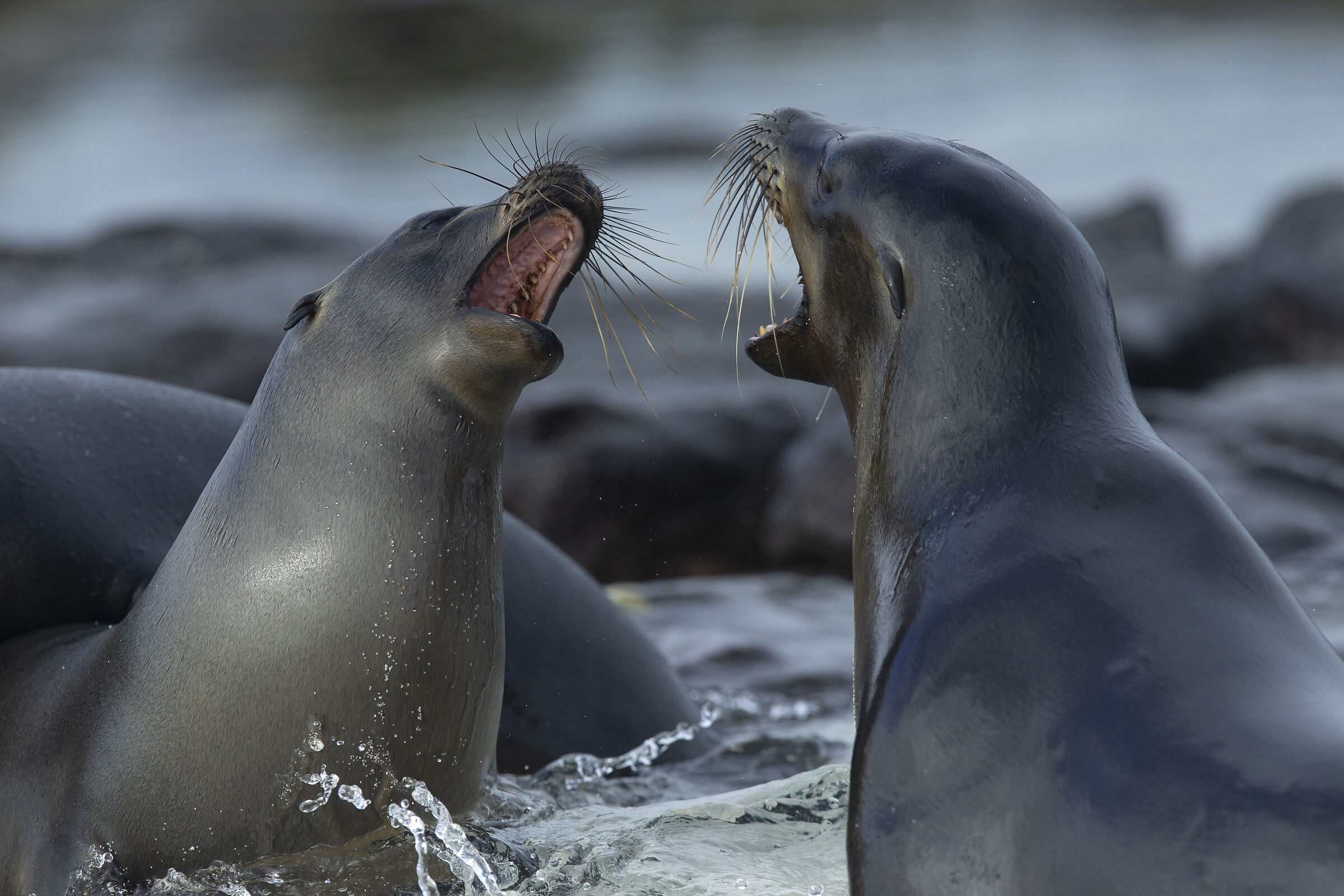 Leone marino (leone marino delle Galápagos)