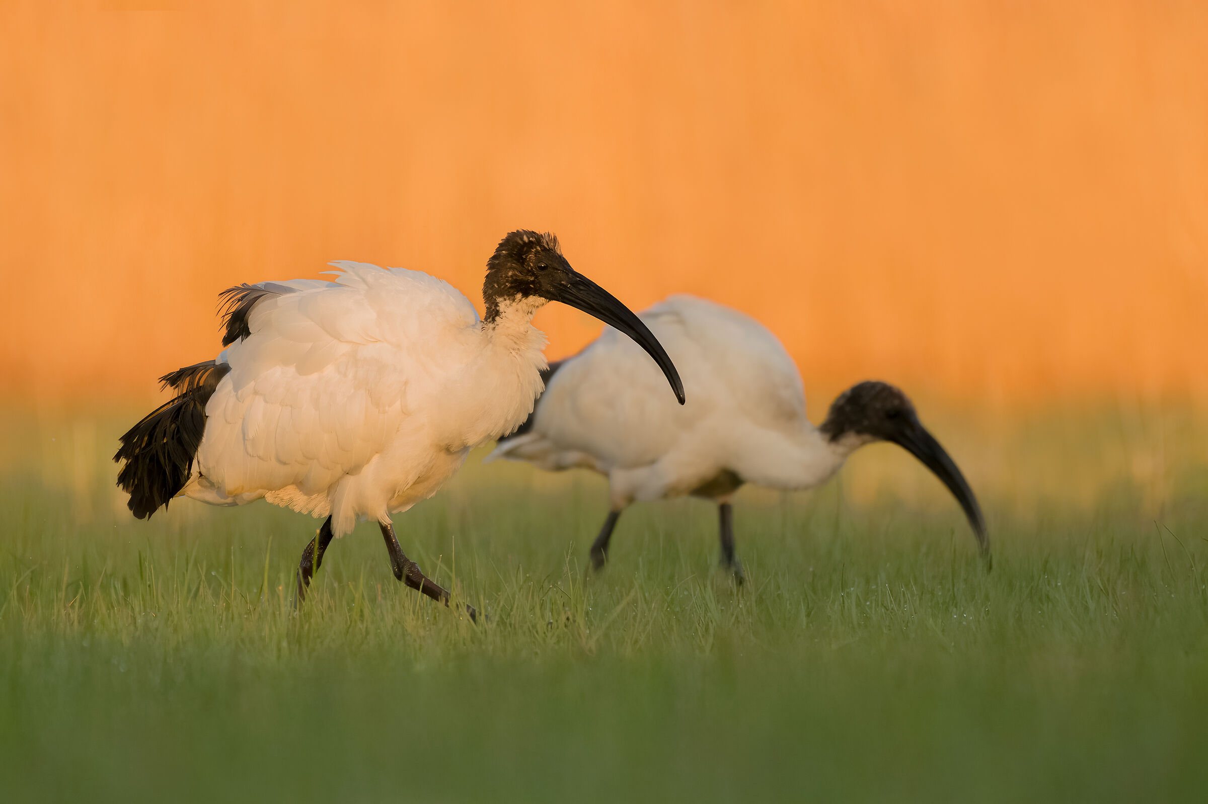 Sacred ibis