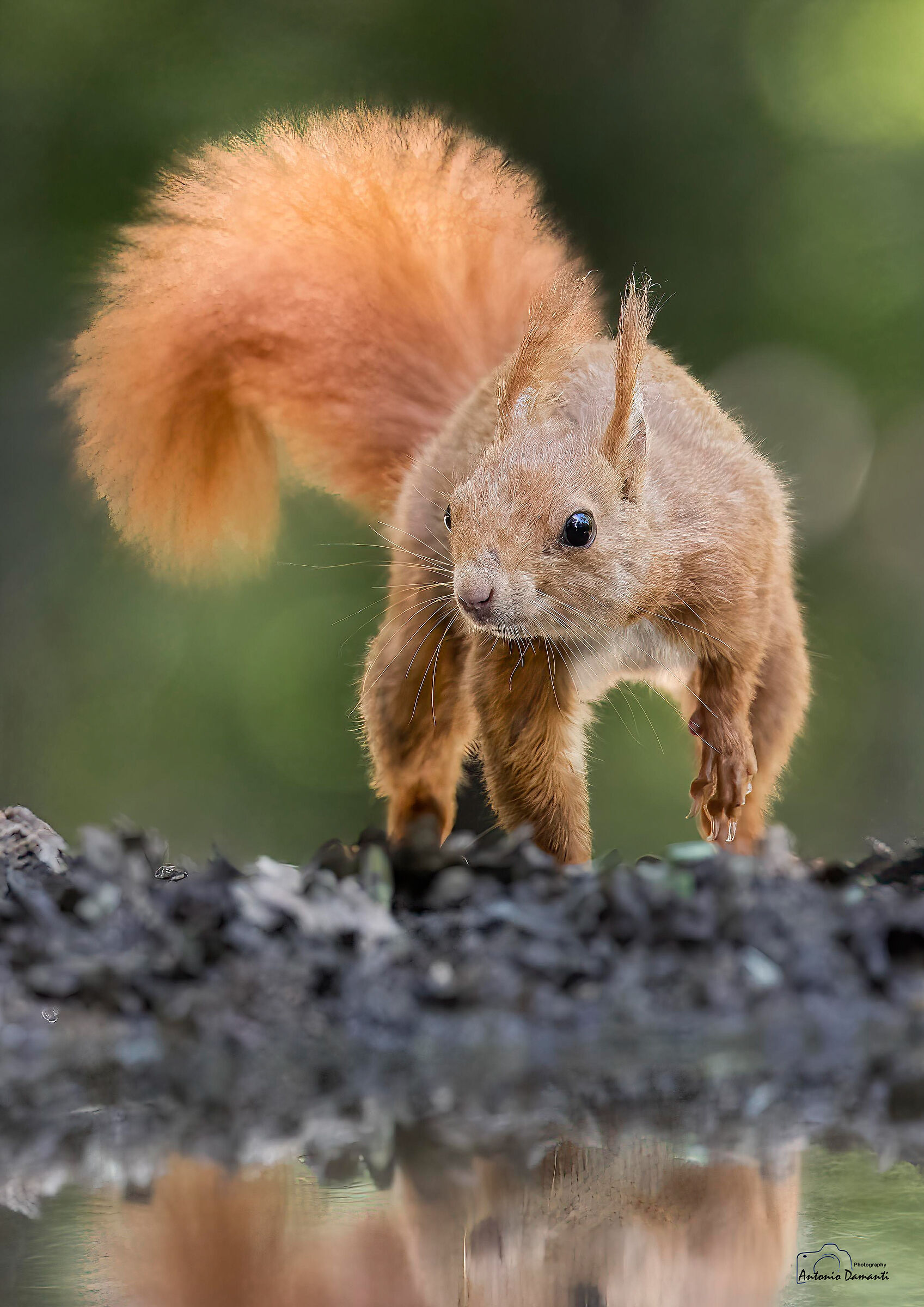 Running red squirrel