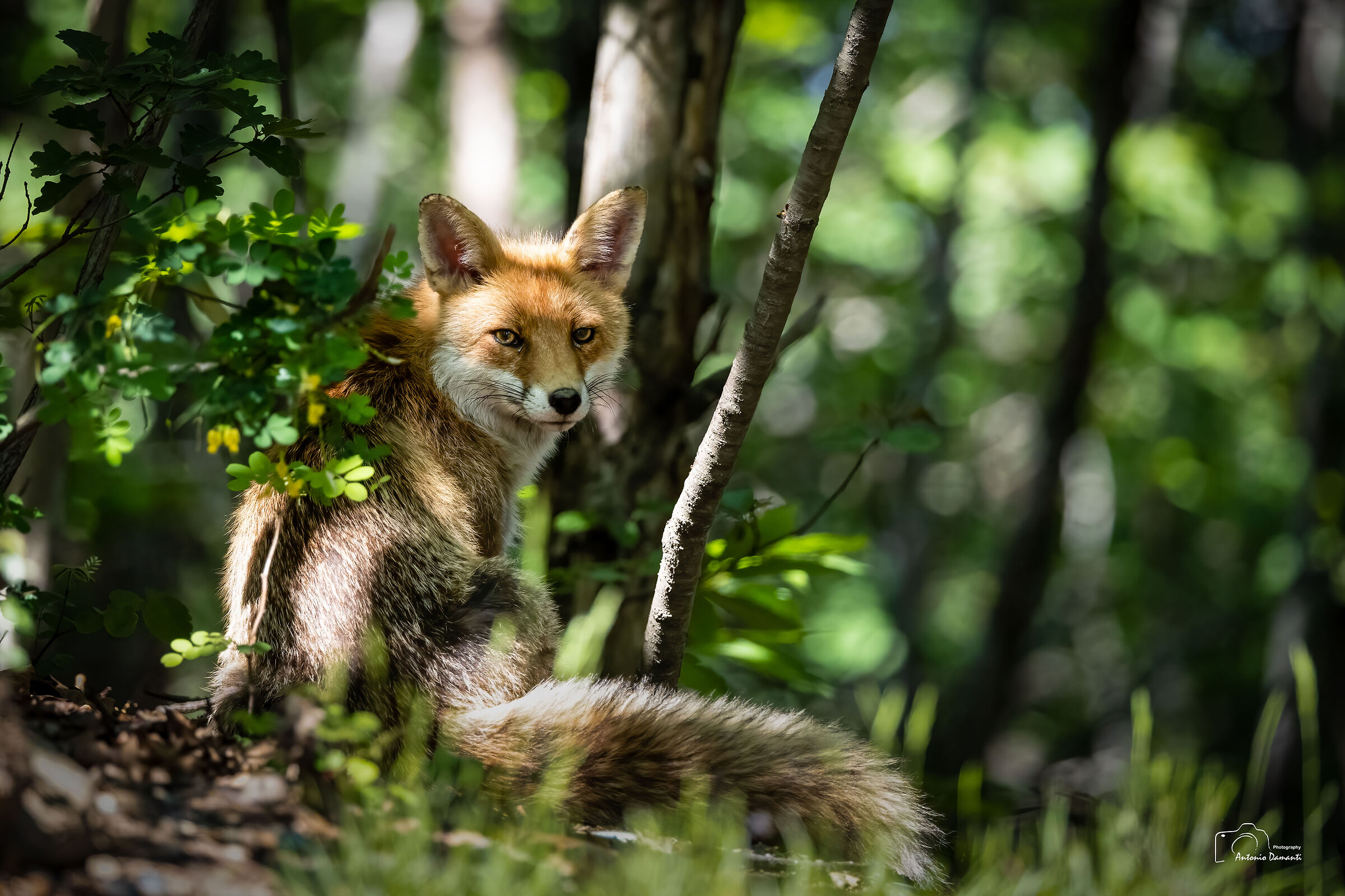 Red fox in the woods