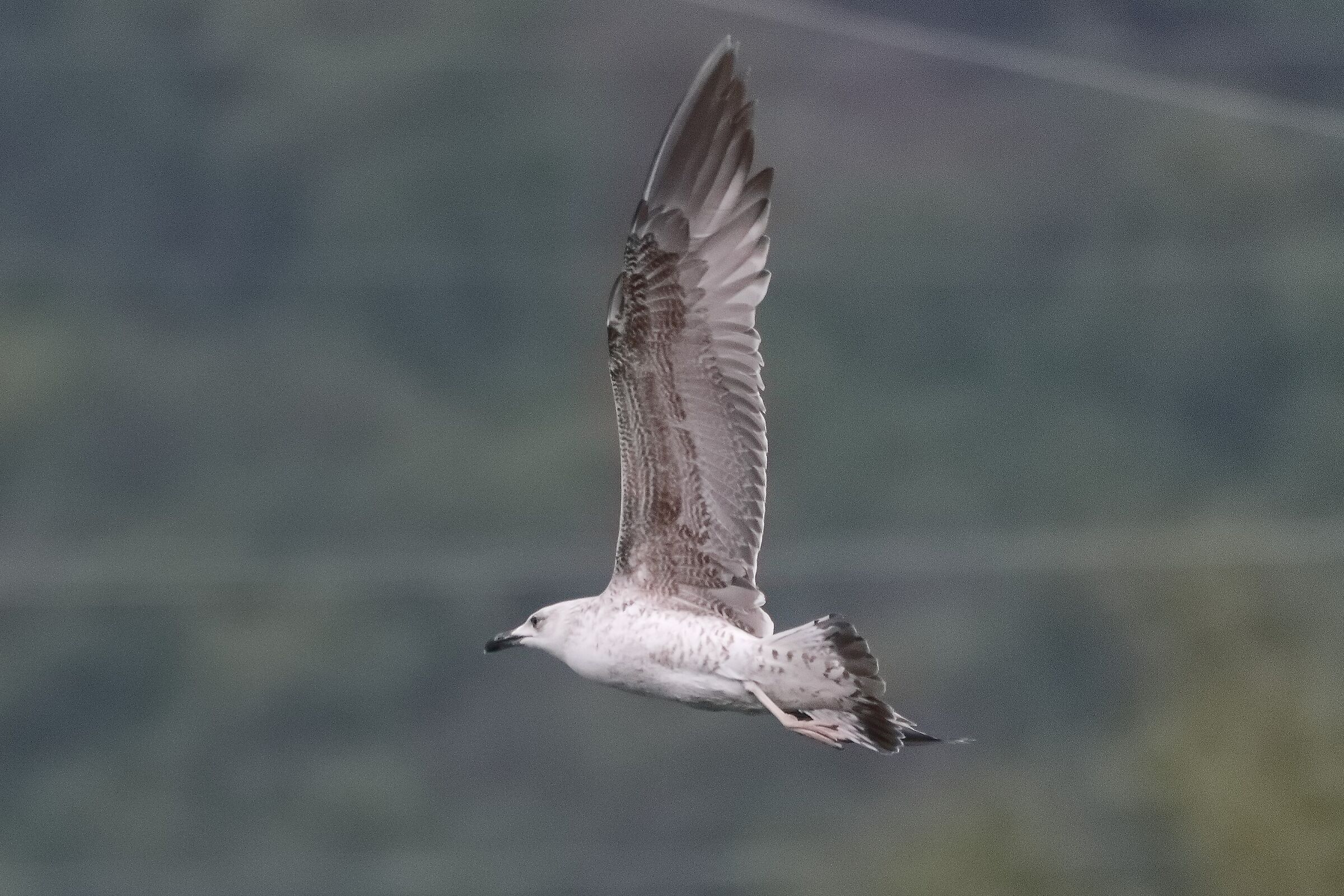 gabbiano terrestre 23-04-2022