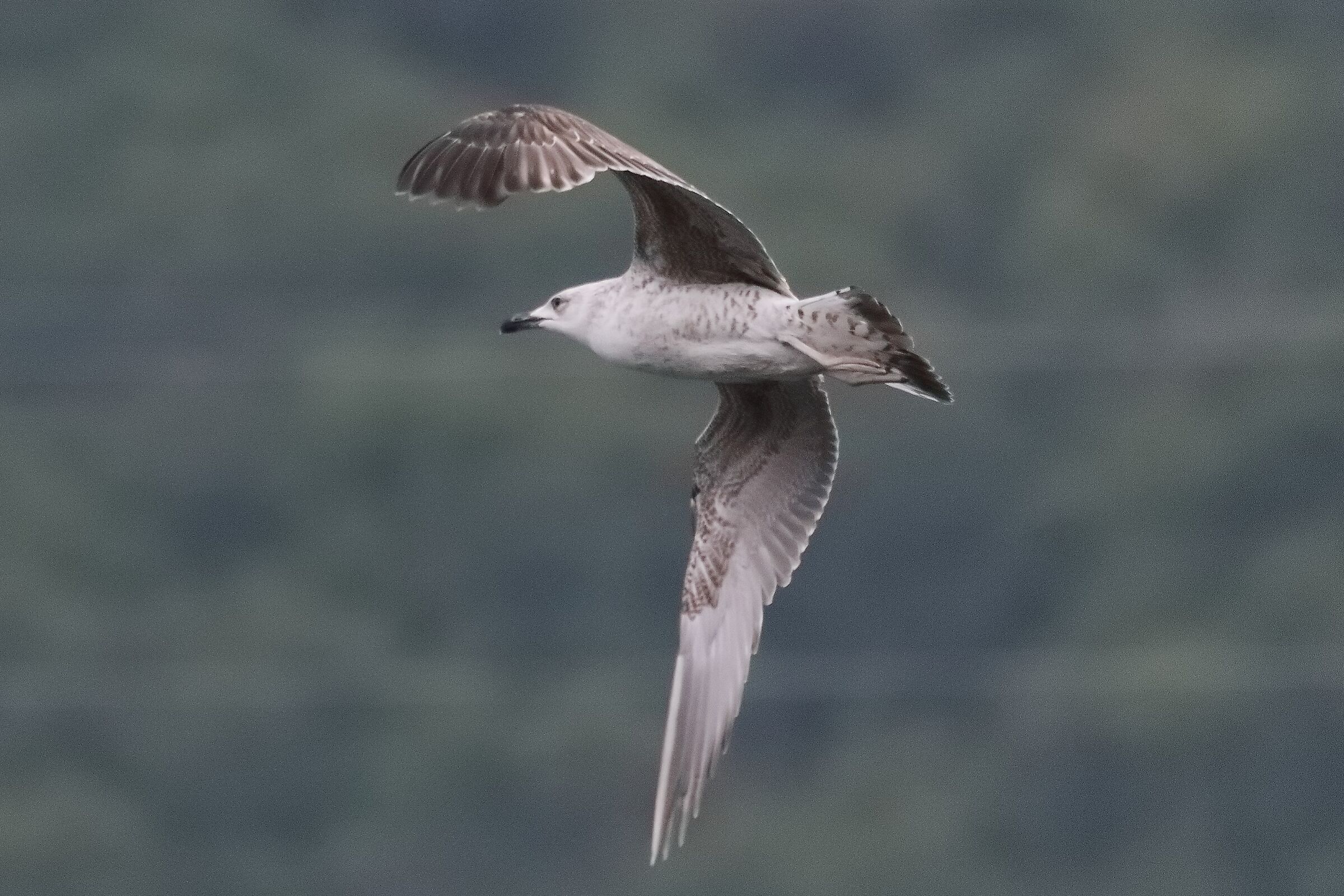 gabbiano terrestre 23-04-2022