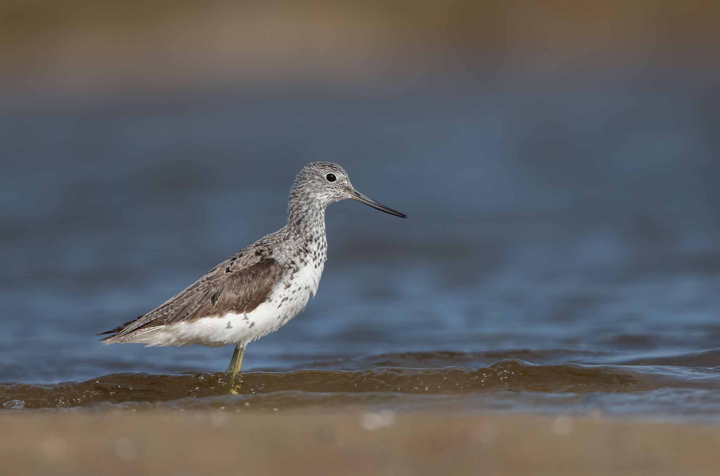 greenshank