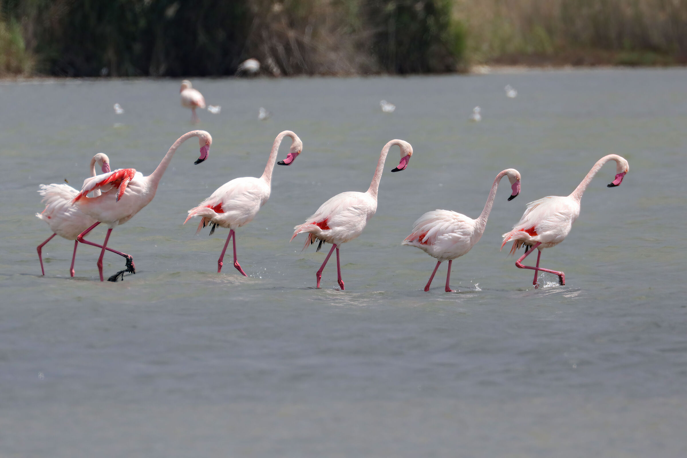 Pink flamingos wedding dances