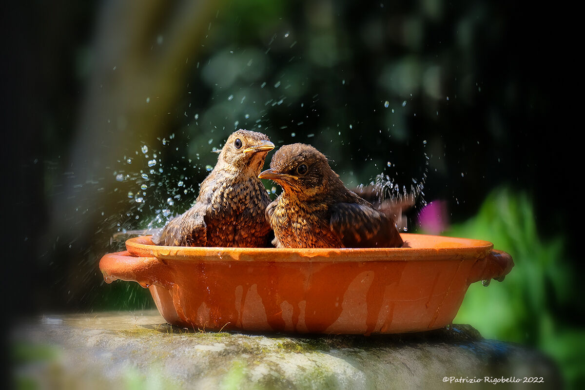 In the Spring Air