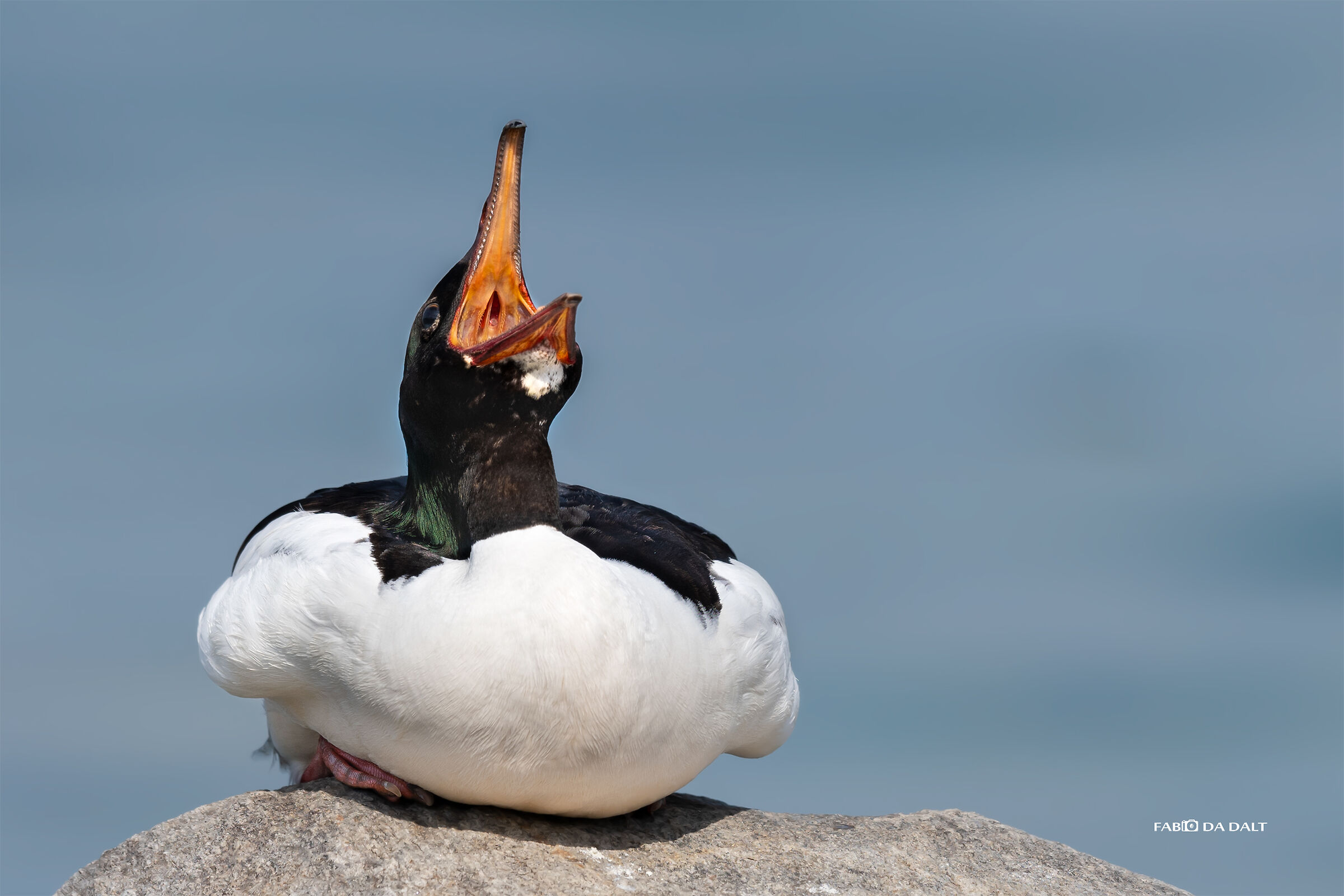 Major Merganser