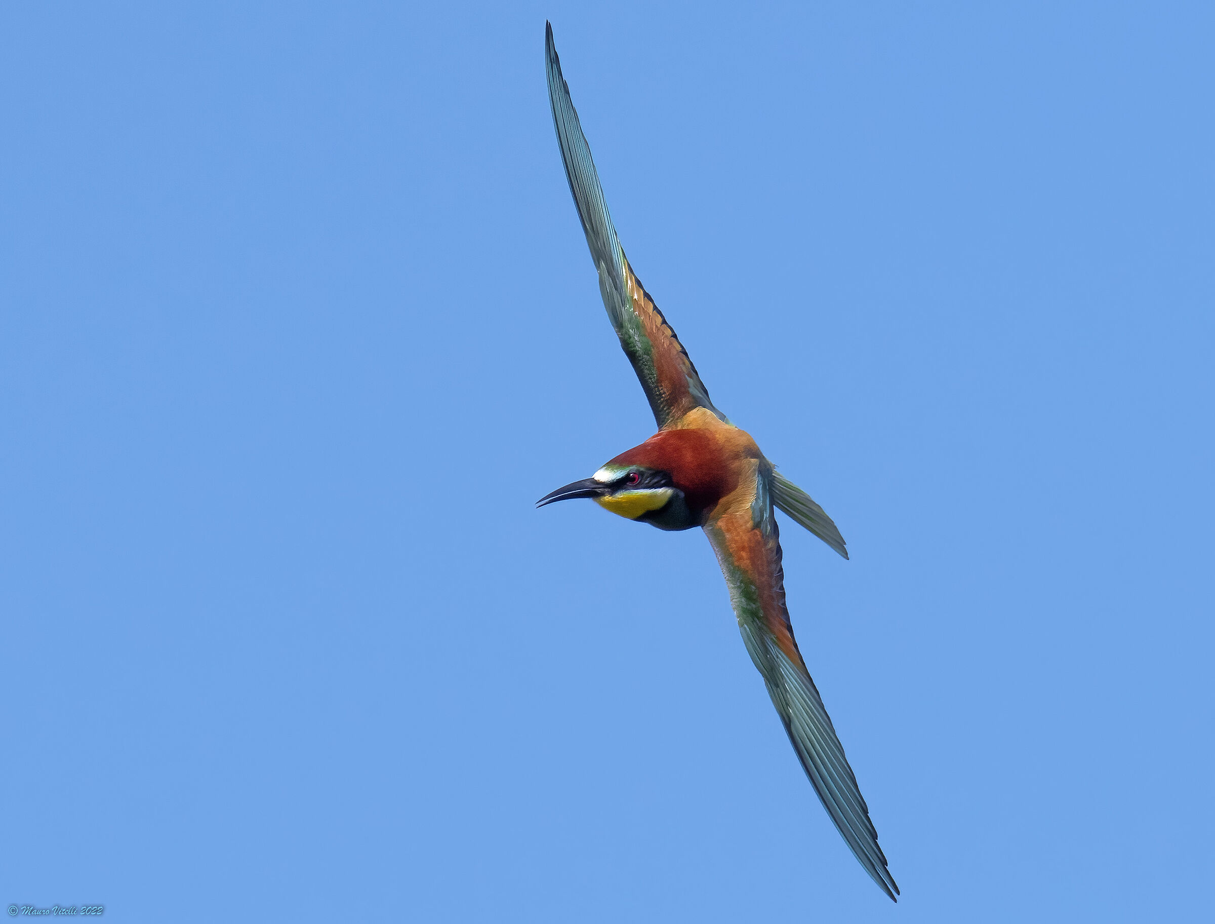 Bee-eater (Merops apiaster)